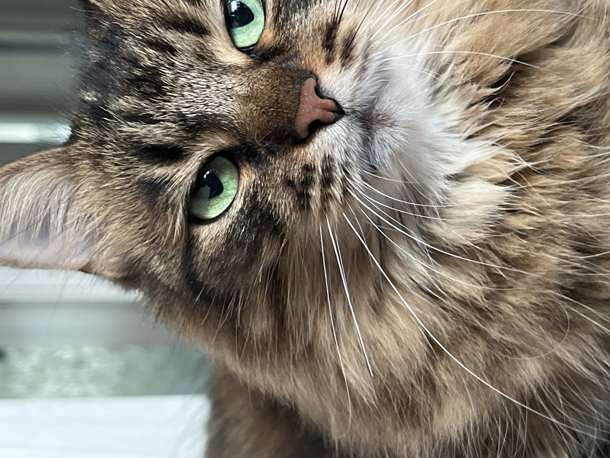 A close-up, head-and-shoulders shot shows a long-haired tabby cat with striking green eyes and a pink nose. The cat's fur is a mix of brown, black, and tan stripes, with white fur around its muzzle. The background is softly blurred, with hints of white and green. The cat appears to be looking slightly to the right of the camera with an alert and slightly quizzical expression.