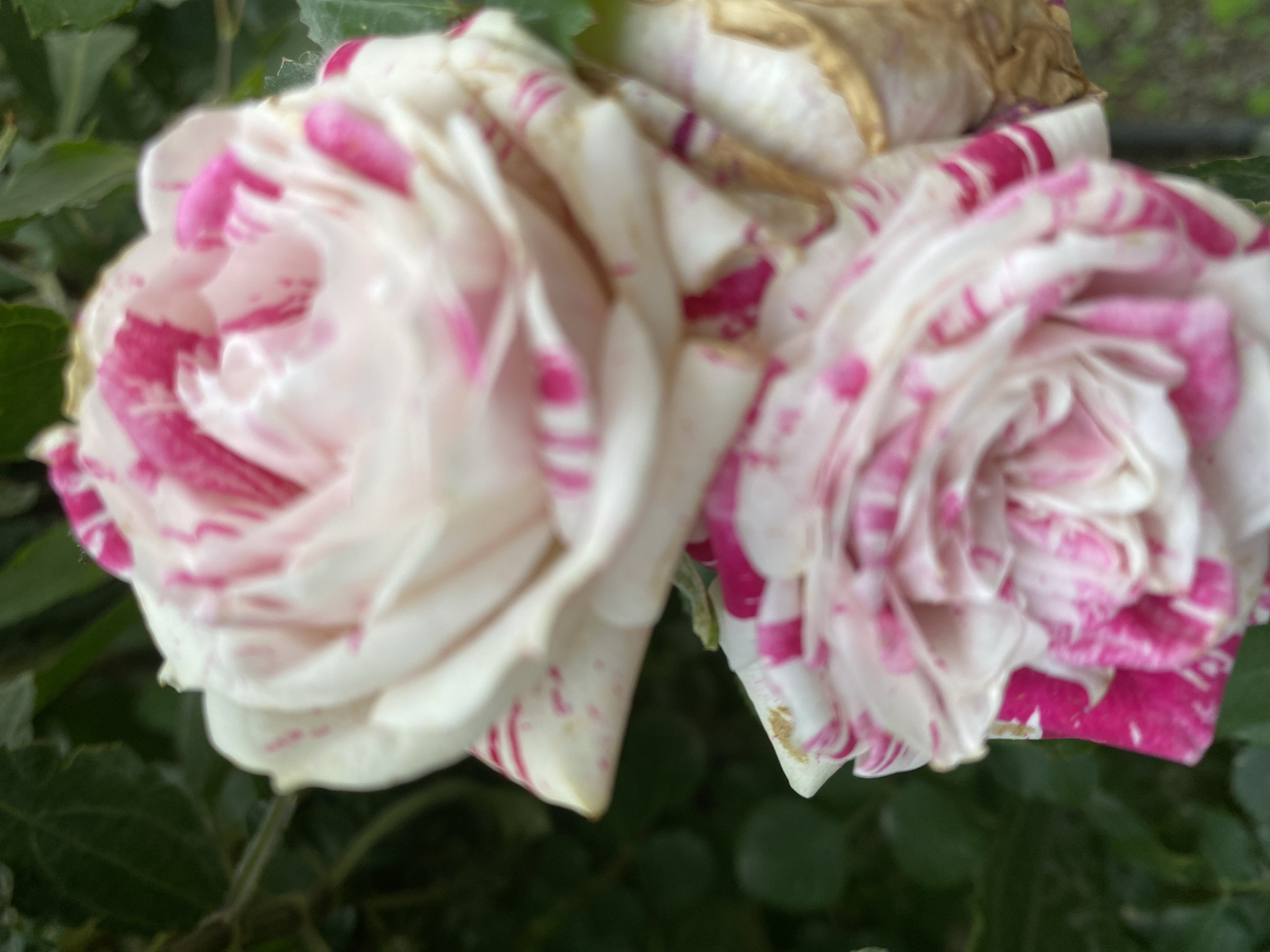 The image shows two roses with white petals and pink stripes/splotches. The roses appear to be in a garden setting, as there is greenery visible in the background. The location in Alanya, Turkey is not visually ascertainable from the image. The image is slightly blurred.
