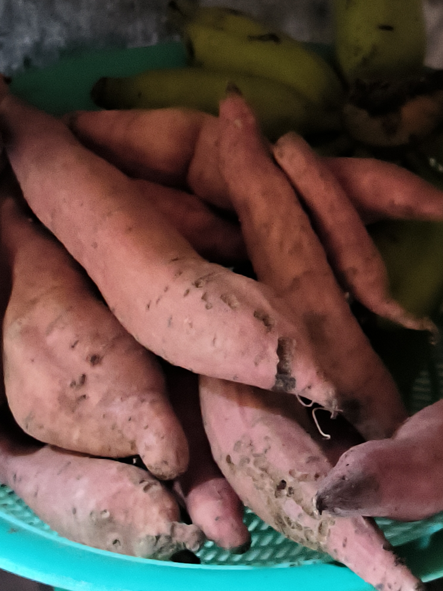The image shows a pile of sweet potatoes in a light blue plastic basket. Some green bananas are visible behind the sweet potatoes. The scene appears to be indoors, possibly a kitchen or storage area. There is no specific indication of the location being Merbopuntong, Indonesia, or any information about people, actions, or interactions.