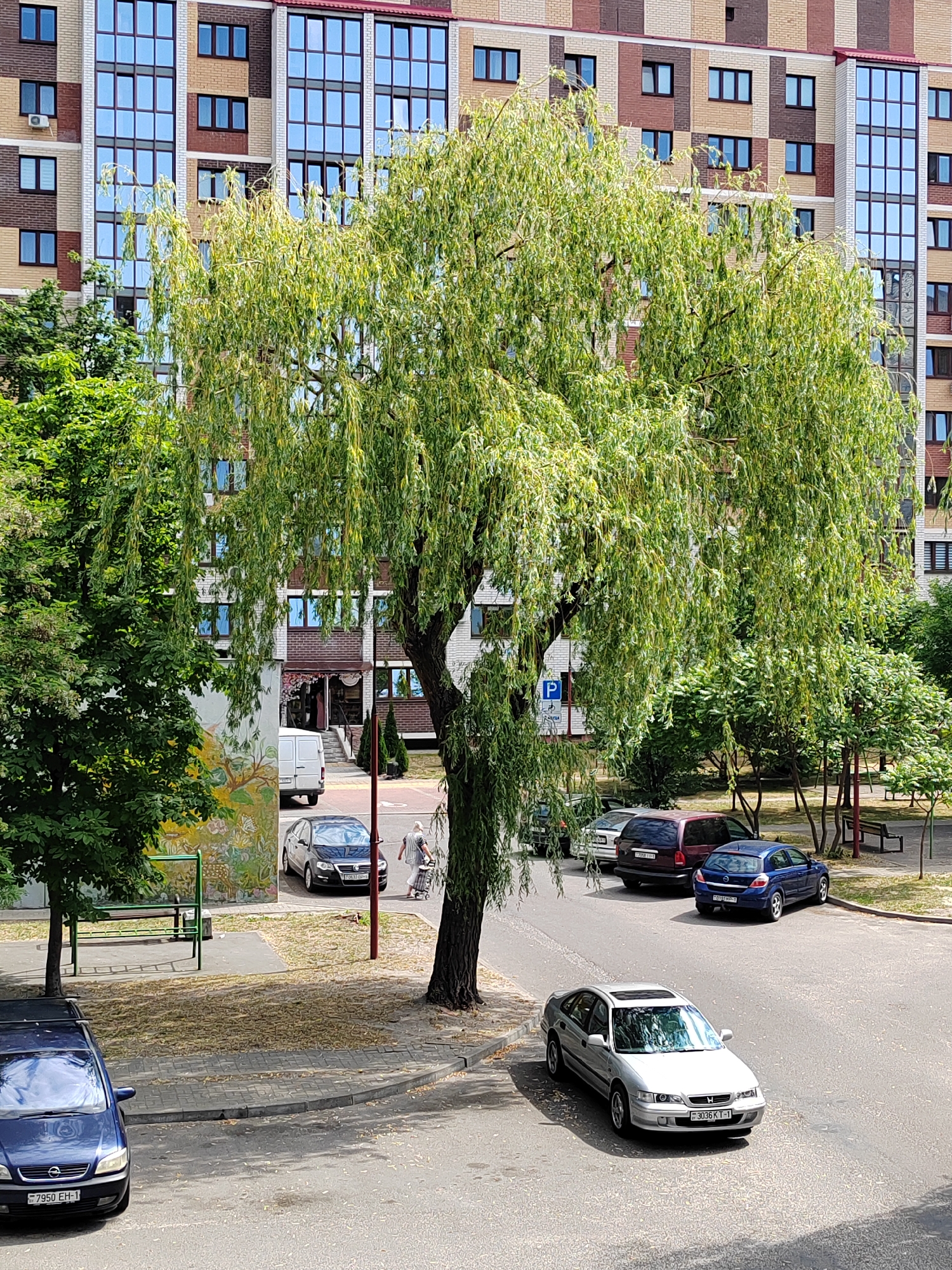The image captures a street scene in Brest, Belarus, on a bright, sunny day. In the background, a multi-story residential building with a patterned facade of bricks and large, reflective windows dominates the skyline. A large weeping willow tree, its branches cascading downwards, is the central element of the foreground. Surrounding the tree are several parked cars, including a silver sedan, a blue hatchback, a dark-colored sedan, a minivan, and a white van. A person is walking next to a shopping cart on the sidewalk near the cars. The street is paved with asphalt, and there are patches of grass and trees on the side. A parking sign with a blue "P" is visible. The overall impression is of a typical urban residential area in Belarus.