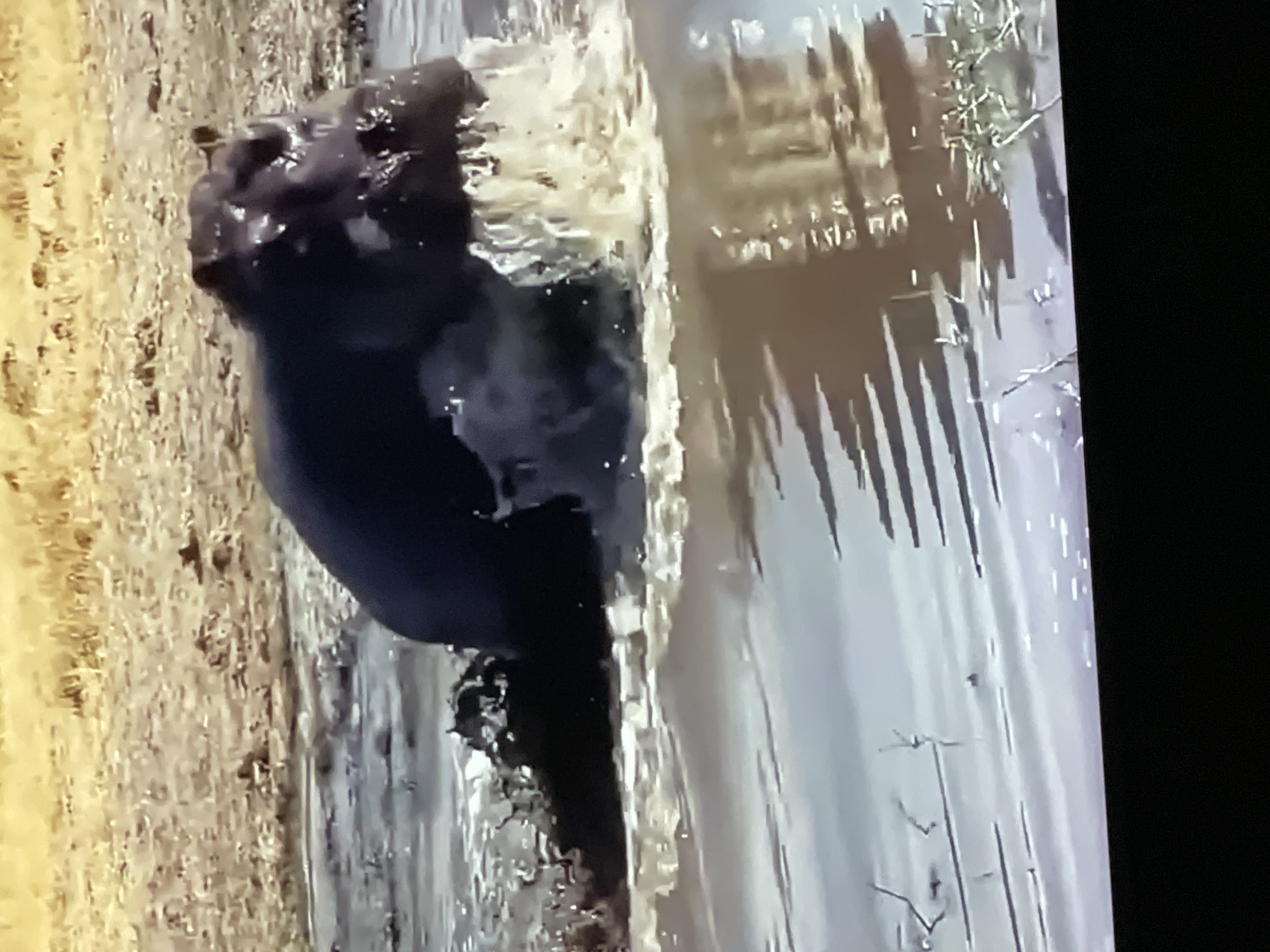 The image shows a hippopotamus submerged in muddy water, with its head and back visible. The animal is actively splashing water, creating a frothy disturbance. The surrounding environment appears to be a naturalistic setting with dry, grassy terrain in the background. The water is murky and reflects the light. There are no identifiable structures or signs of urban life, nor is there any indication that the scene is located in Pattaya City, Thailand. The image is a close-up of the hippopotamus and its immediate surroundings.