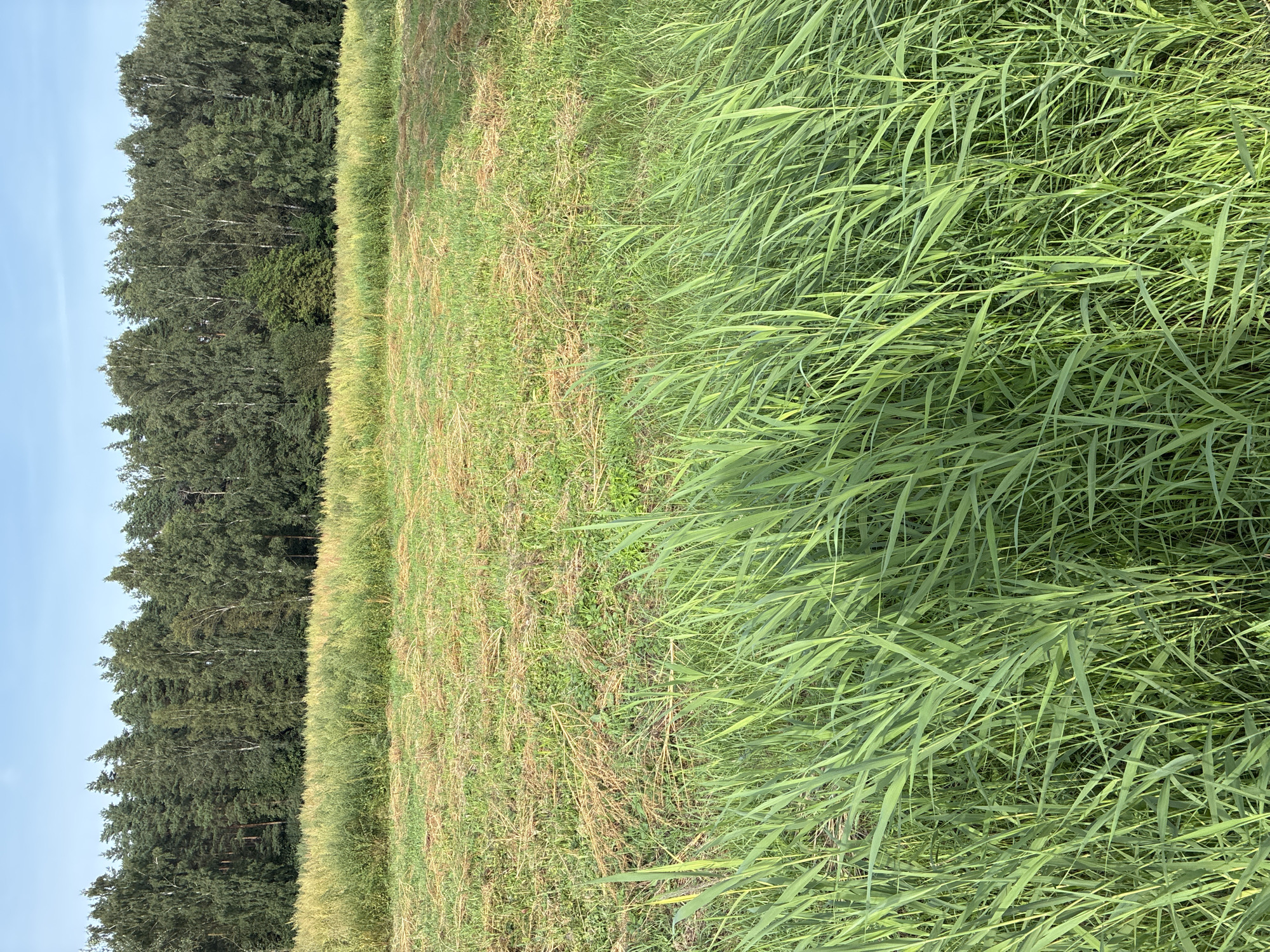 A low-angle, full outdoor shot captures a sunlit, rural landscape. In the foreground, tall, lush green grass sways gently, creating a dense curtain. Behind it, a field of cut hay, mostly dry and golden with patches of green grass, stretches towards a treeline. The treeline itself is a dense wall of mixed deciduous and coniferous trees, predominantly green, under a clear, pale blue sky. The scene suggests a rural setting, possibly in the countryside near Dreiliņi, Latvia, during a sunny day. There are no people or animals visible in the image.