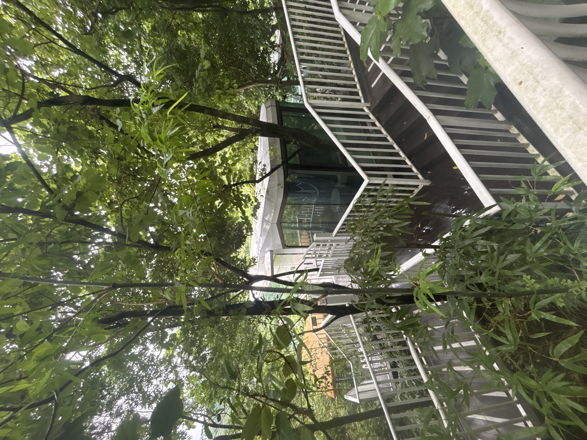 This image shows a modern, glass-enclosed structure with white railings and wooden steps, situated within a lush, green forest. The structure is elevated and appears to be accessed by a winding staircase that leads through the trees. The foliage is dense, with large green leaves and dark tree trunks dominating the scene. The overall impression is one of a secluded, nature-integrated architectural design. The specific location in Guangzhou City, China, is not discernible from the image itself, as there are no identifying landmarks or signs.