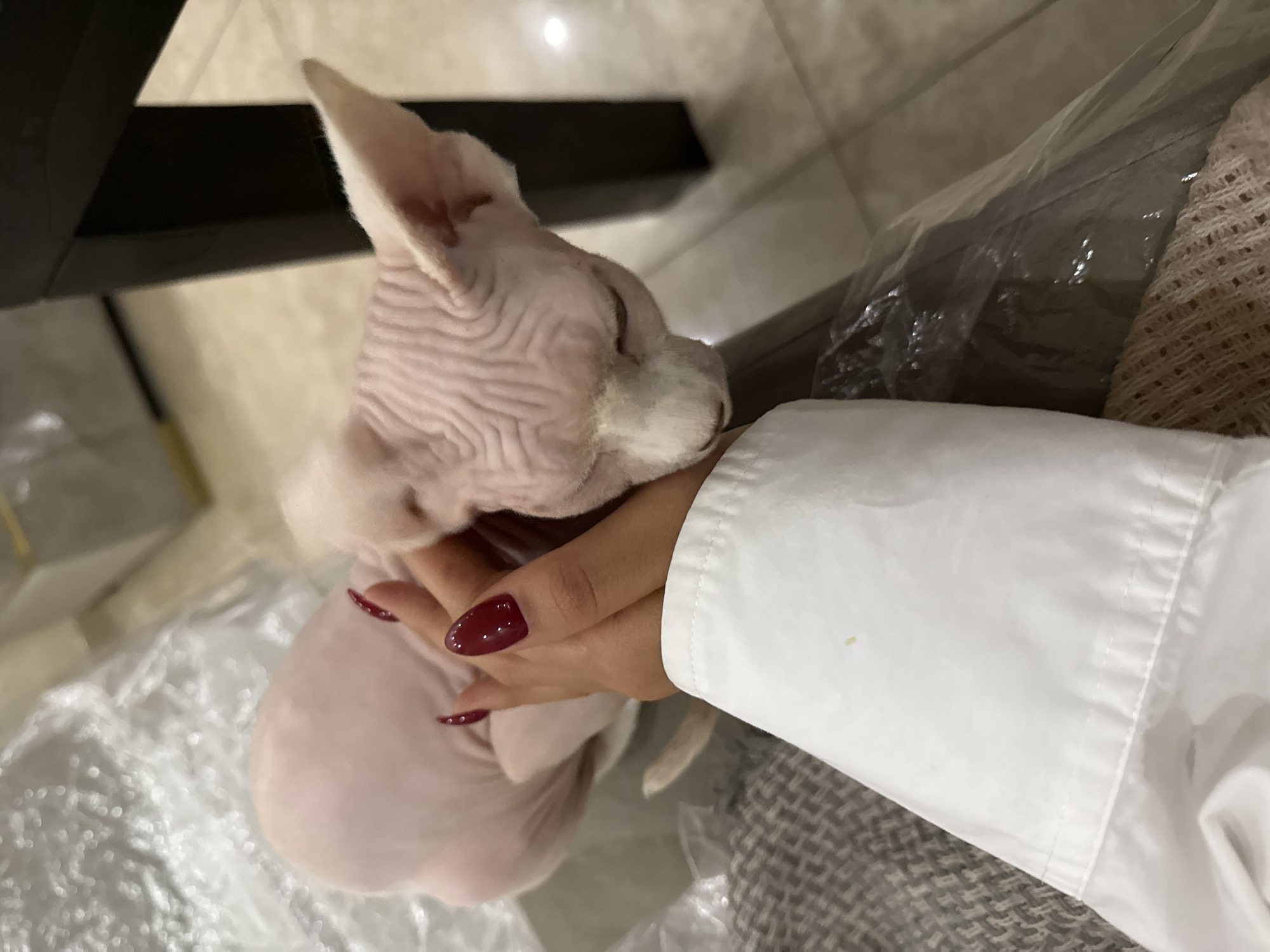 A hairless Sphynx cat is cradled in a person's hand. The person is wearing a white shirt. The cat is pale pink with wrinkles covering its head and body. The person's fingernails are painted a dark red. The background includes a wooden floor and a dark piece of furniture. The precise location within Yerevan, Armenia, cannot be determined from this image.