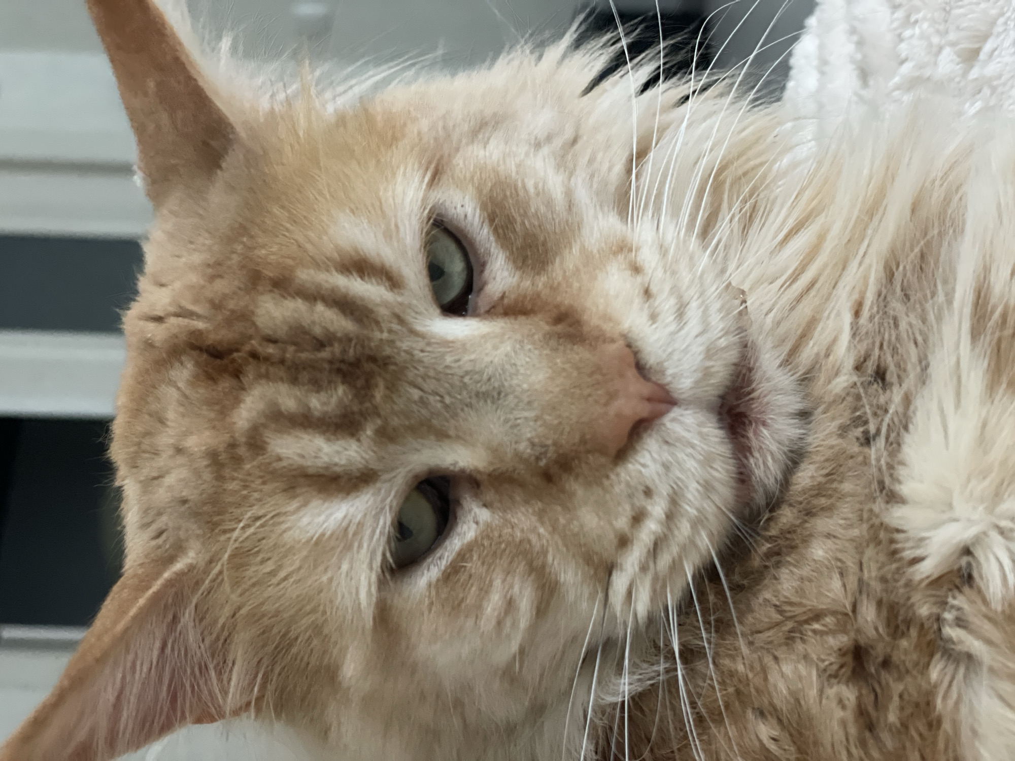 The image is a close-up portrait of an orange tabby cat. The cat's fur is a mix of light and dark orange stripes. The cat has green eyes and long white whiskers. The background is out of focus, but appears to be an indoor setting with some light-colored furniture. There is no indication of the cat's location in Rozsoshentsi, Ukraine.