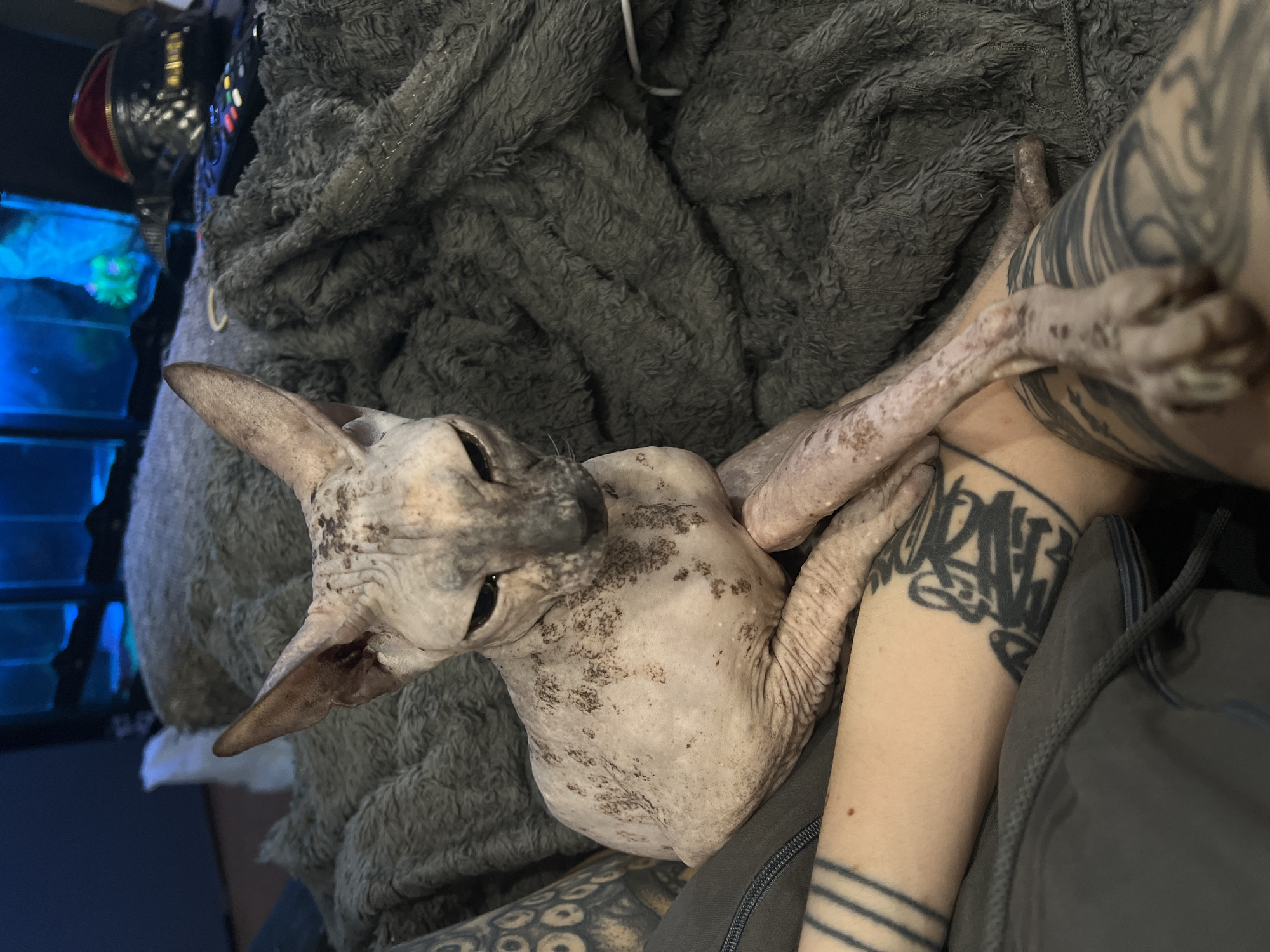 A hairless cat is lying on a person's arm, possibly indoors. The cat has a mottled skin pattern. The person's arm has multiple tattoos. There is a gray, textured blanket or throw in the background. An object with red and gold accents is partially visible in the upper left corner, as well as a blue-lit object, likely an aquarium or similar display. The city of Khimki, Russia, is not ascertainable from this image.