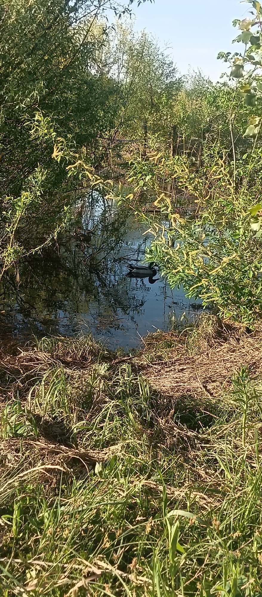 A tranquil waterscape is framed by lush green vegetation, likely in a secluded or naturalized area of a city, though the exact location in the city of Unknown, Unknown, is not discernible from the image. In the still water, two ducks are observed. One duck is more prominently displayed in the foreground, its dark plumage contrasting with the lighter reflections on the water's surface. A second duck is present in the background, its features less distinct. The foreground is dominated by dense grasses and straw-like ground cover, exhibiting varying shades of green and brown under the sunlight. Trees and bushes line the water's edge, their branches reaching out and creating a partially obscured view of the water. The sky is visible in the upper portion of the frame, appearing clear and blue.