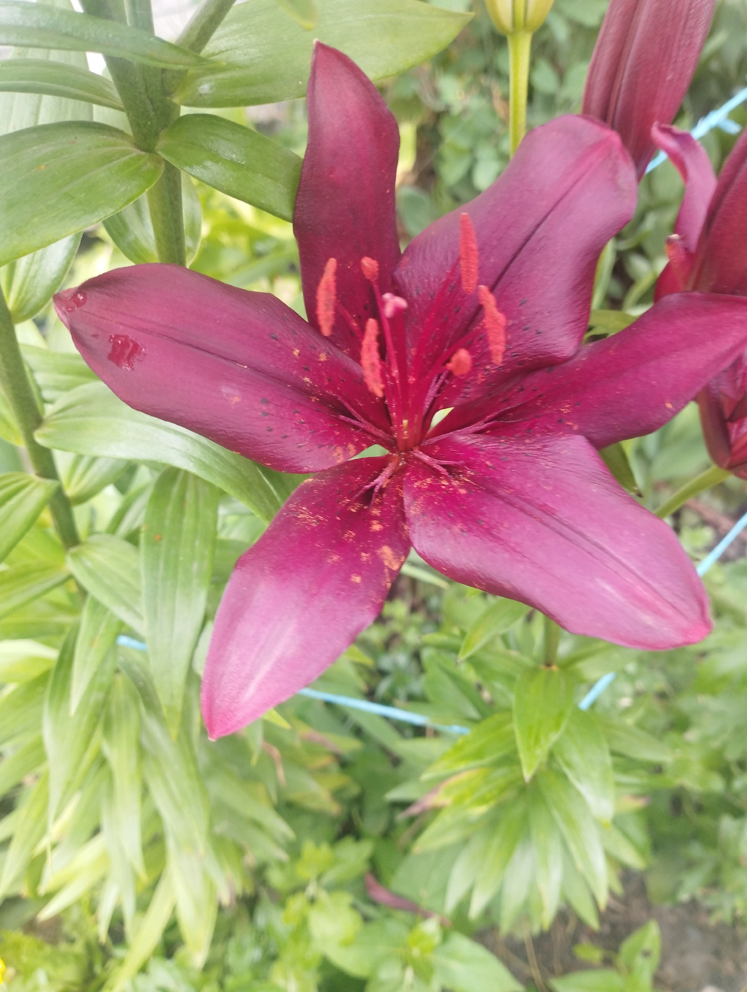 A close-up, high-angle, full shot captures a deep red lily in bloom, with its petals unfurled and stamens extended. The lily's vibrant color is accented by scattered golden pollen on its petals and within its center. Surrounding the lily are its lush, green leaves, some of which are slightly blurred due to the shallow depth of field. The background consists of more greenery and out-of-focus foliage. A thin, light blue string or wire is visible horizontally across the lower portion of the image, partially obscured by the leaves. The overall setting appears to be a garden.