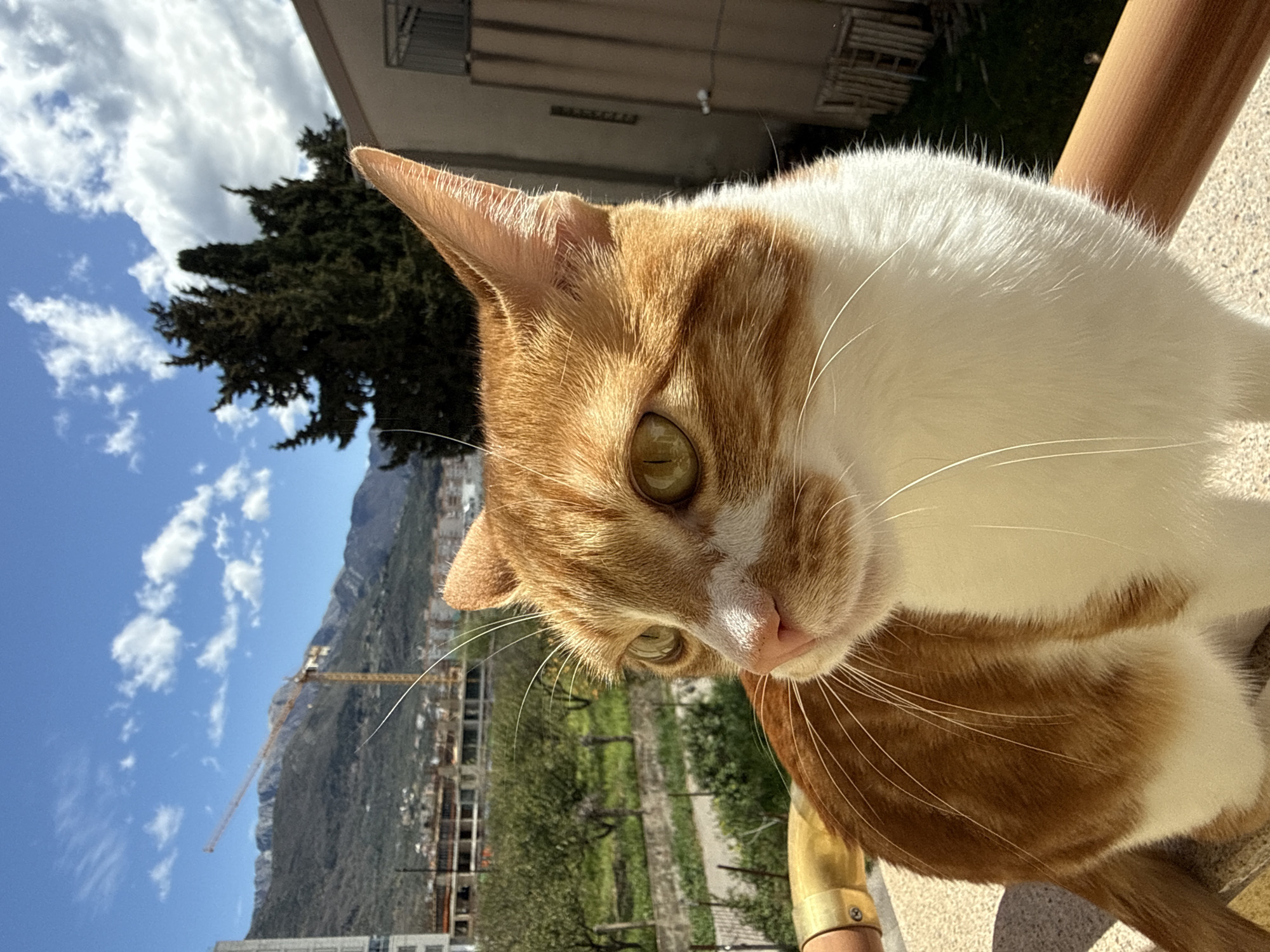 An orange and white cat is the main subject, positioned prominently in the foreground. The cat’s face is angled towards the viewer, focusing on its eyes and whiskers. The background reveals a construction site with a crane, greenery, and a mountain range under a partly cloudy blue sky. Buildings and vegetation are present in the middle ground. It is likely located in Bar, Montenegro.