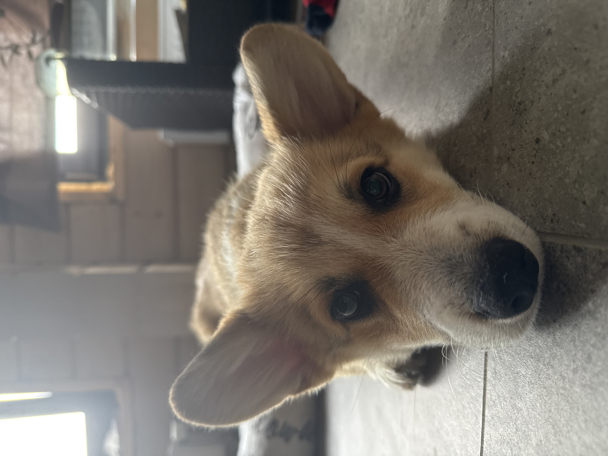 A close-up shot shows a light brown and white Pembroke Welsh Corgi puppy lying on its stomach on a gray tiled floor. The puppy's head is low, resting on the floor, with its large ears pointed upwards. Its dark eyes are open and looking forward. The background is blurred, showing wooden walls, windows with bright light streaming in, and what appears to be furniture. The scene is indoors, likely in a residential setting in Ignatovo, Russia.
