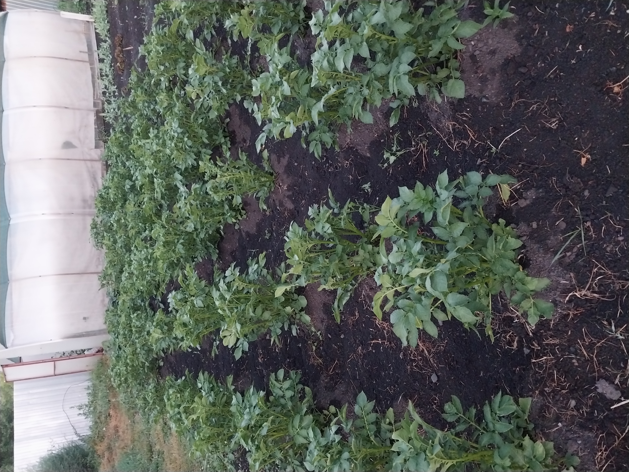 This media file depicts a field of young potato plants in Солонешное, Russia. The plants, with their vibrant green leaves, are neatly arranged in rows against dark, rich soil. In the background, a white, curved structure, possibly a greenhouse or agricultural building, is visible. The scene is an outdoor agricultural setting, likely a farm. The plants appear healthy and are in their growth phase. There is no visible text in the image. The lighting suggests it is daytime, but the sky is not visible to determine the exact time of day or weather conditions. The image captures a moment in the cultivation of a crop, conveying a sense of agricultural activity and growth.