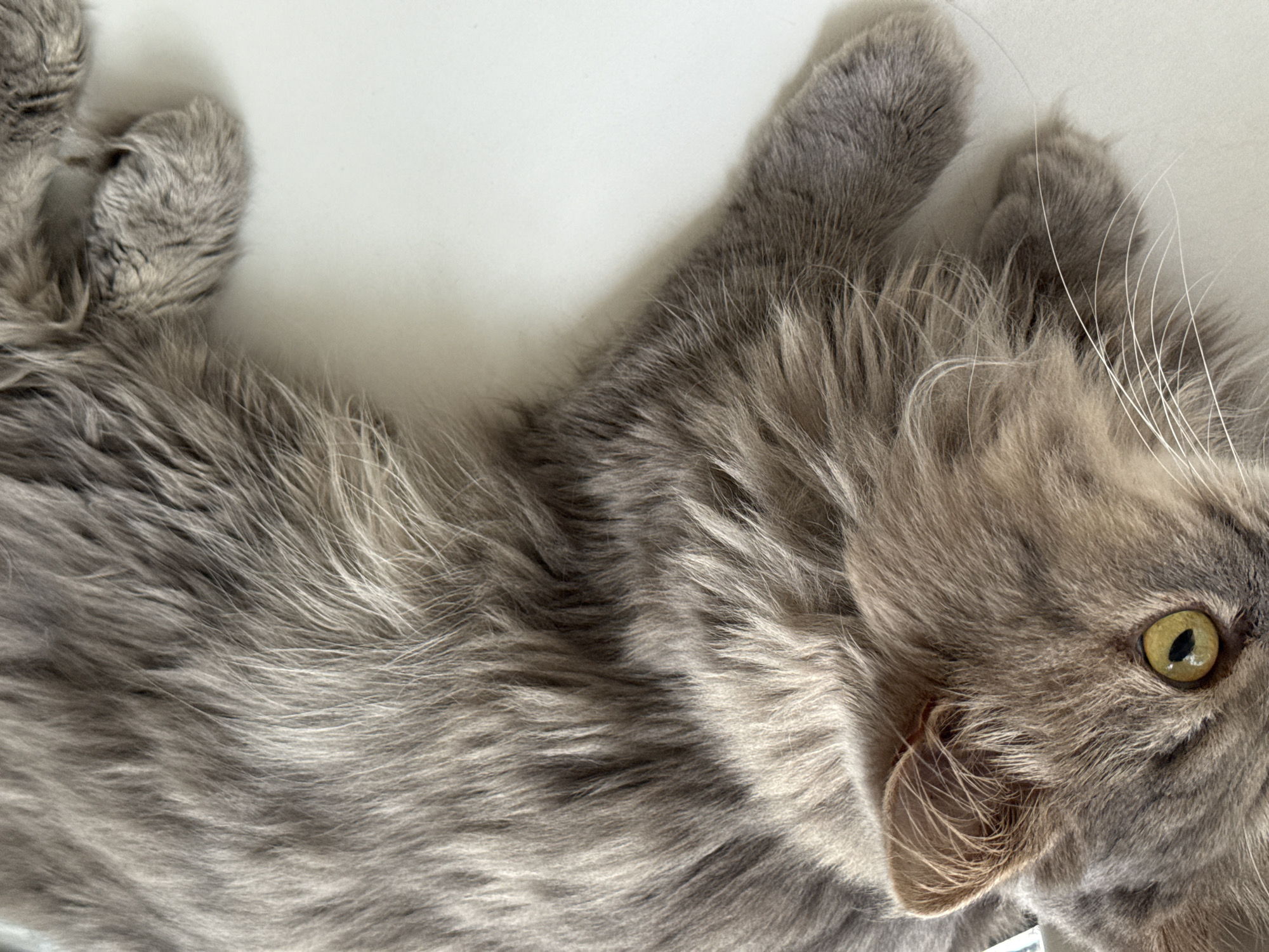 A close-up shot shows a fluffy, long-haired gray cat lying down on a white surface. The cat's left eye, which is a striking yellow-green, is visible on the left side of the frame, along with its ear and some of its white whiskers. The rest of the image is filled with the cat's gray fur, which appears soft and slightly disheveled. The lighting suggests it is indoors, possibly near a window, casting subtle shadows and highlighting the texture of the fur. The specific location within Lobacheve, Ukraine, is not discernible from the image itself.