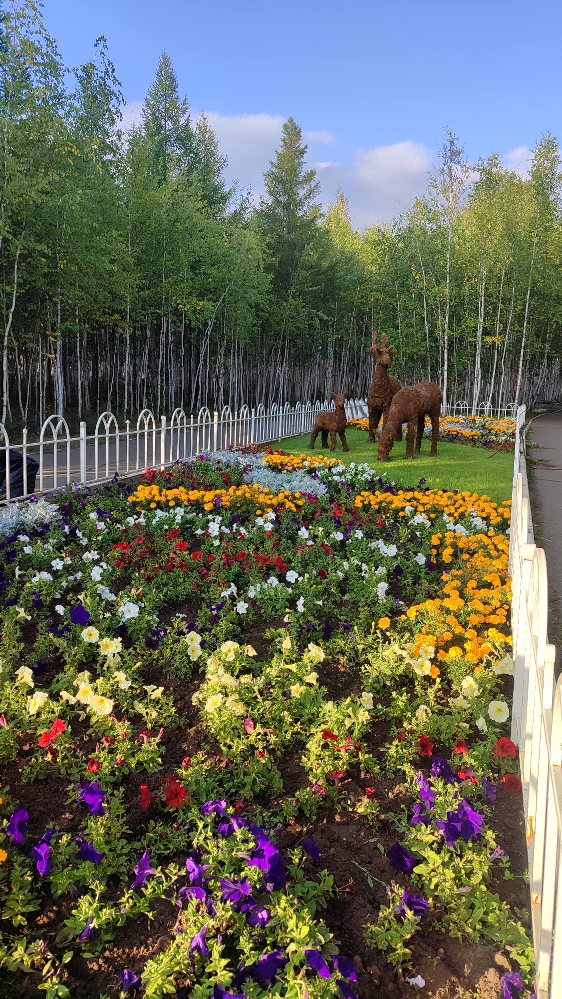 The image depicts a well-maintained flower garden in Mirny, Russia, in front of a dense forest of birch trees. The foreground is dominated by a vibrant flowerbed featuring a variety of colorful flowers, including purple petunias, red petunias, yellow marigolds, and white petunias. The flowers are planted in dark soil and are surrounded by lush green foliage.
Behind the flowerbed, a white decorative fence with arched elements separates the garden from a grassy area. On the grass, three decorative figures resembling reindeer are placed. One larger figure is grazing, a slightly smaller one stands beside it, and a very small one is positioned in front. These figures appear to be made of a textured, brown material, possibly straw or wood.
A paved pathway is visible to the right of the reindeer figures, suggesting a public park or garden setting. The background consists of a dense wall of tall, slender birch trees with white bark, creating a natural backdrop. The sky above is a clear, bright blue with a few wispy white clouds, indicating pleasant weather. The lighting suggests it is either early morning or late afternoon, with the sun casting soft shadows.