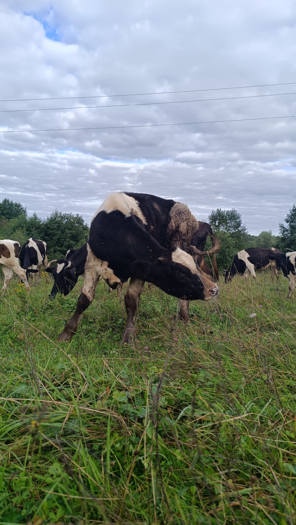 A herd of black and white dairy cows graze in a grassy field under a cloudy sky. The main subject, a cow in the foreground, is turned away from the camera, its head bent down to graze. Its coat is partially covered in mud. Other cows are visible in the background, also grazing. The field is overgrown with tall grass and some wildflowers. Trees form a dense line in the distance, and power lines are visible stretched across the sky. The overall scene suggests a rural, pastoral setting.