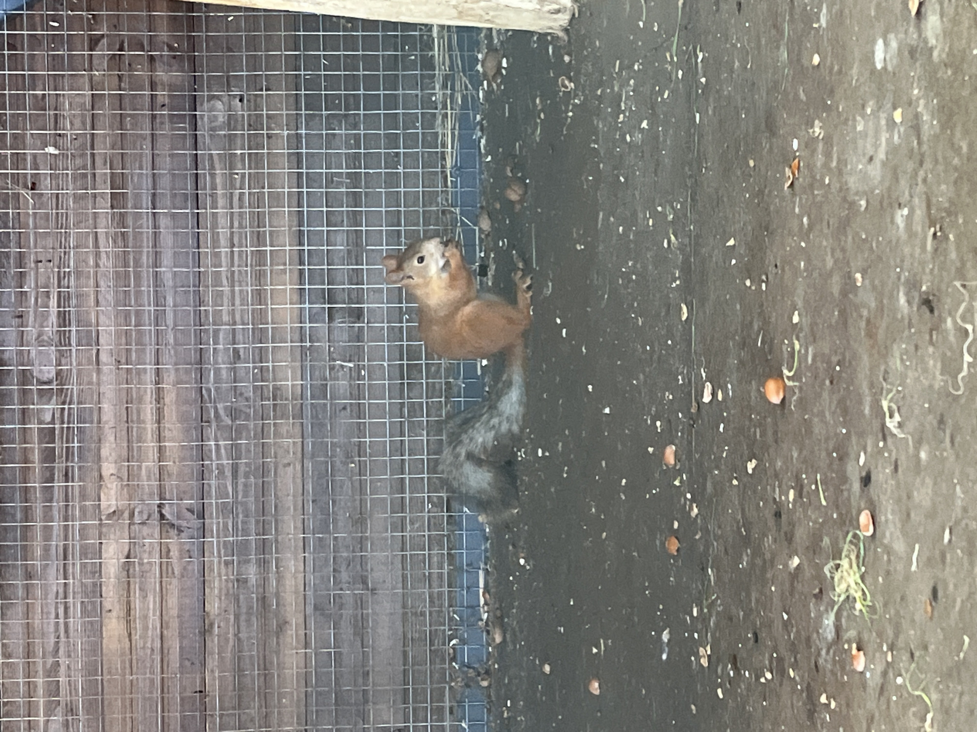 The image shows a squirrel sitting on the ground in what appears to be an enclosure or outdoor pen. The squirrel is reddish-brown with a bushy tail and is actively eating something held in its paws. The ground is covered with dirt, debris, and small nuts or seeds. In the background, there is a wooden wall with horizontal planks and a wire mesh fence. The lighting suggests it is daytime. The image does not provide any specific information to identify a location in the city of Shumeika, Russia.