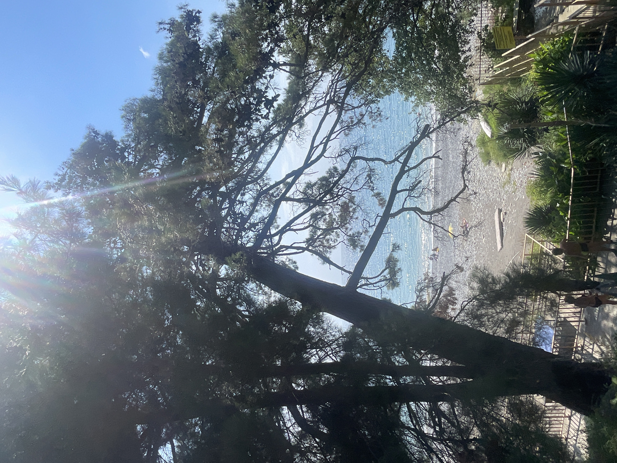 The image depicts a sun-drenched scene of a pebble beach bordering the Black Sea in Sochi, Russia. Dominating the foreground is a large, dark pine tree with its branches extending towards the sea, partially obscuring the view. Sunlight filters through the needles, creating lens flare.
Beyond the tree, a light gray pebble beach stretches out, with a few scattered beach umbrellas and sunbathers. The turquoise water of the Black Sea is visible, with gentle waves lapping the shore. The sky is a clear, vibrant blue, with a wisp of cloud on the horizon.
To the right of the beach, a set of wooden stairs leads down to the shore, bordered by a dark metal fence. In the foreground, near the stairs and fence, lush green vegetation including palm-like plants grows. Two individuals, one male and one female, are standing on a paved path between the vegetation and the fence, appearing to be dressed in swimwear. The overall impression is a peaceful, summery day at the coast.