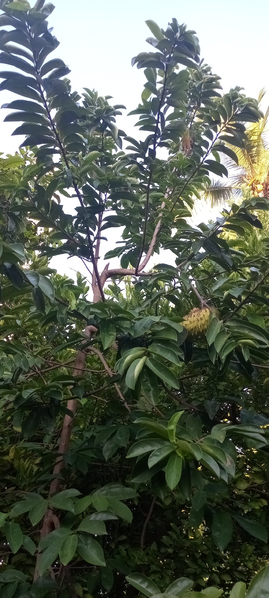 The image depicts a soursop tree with lush green foliage and a ripening fruit hanging amidst the leaves. The leaves are a deep, vibrant green, and the fruit has a textured, spiky exterior. The tree is positioned outdoors, likely in a garden or backyard setting within the urban environment of Lhokseumawe, Indonesia. The sky is visible in the background, and the presence of a palm tree suggests a tropical climate.