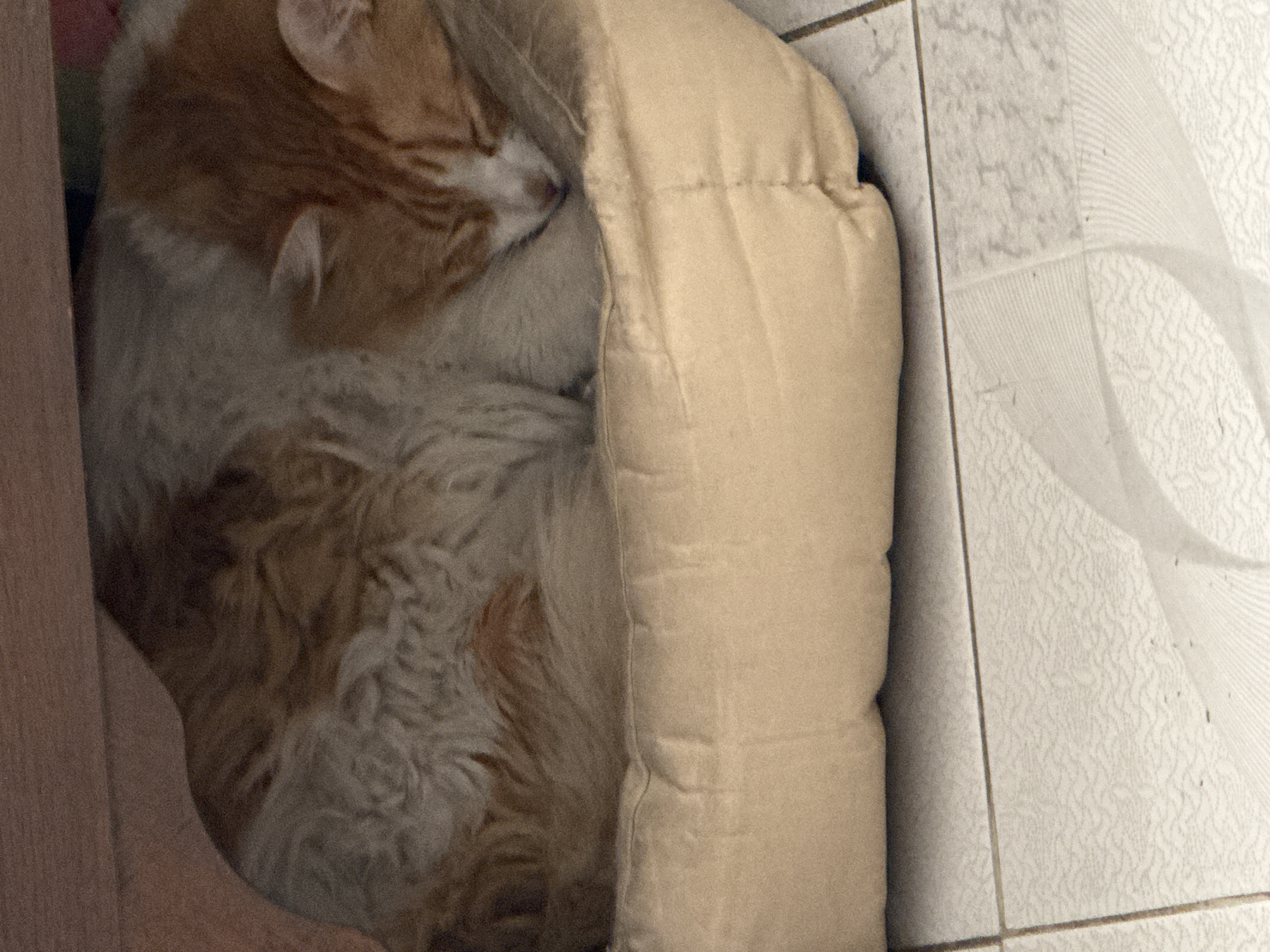 This image, likely taken indoors in Puebla, Mexico, features an orange and white cat sleeping soundly. The cat, appearing to be a medium to long-haired tabby, is curled up tightly in a cozy, light tan or beige cushioned cat bed. Its head is tucked in, with only the top of its head, ears, and a portion of its white muzzle visible, indicating a deep and peaceful sleep.
The cat bed itself is soft and plush, with a raised edge that cradles the cat. To the immediate left, a portion of a vertical wooden surface, possibly a piece of furniture or a wall panel, is visible. The cat bed rests on a light-colored tiled floor, possibly white or light gray, characterized by distinct grout lines. The tiles display varying subtle patterns; some feature faint linear or wave-like textures, while others have a more speckled or granular design. The ambient indoor lighting is gentle, suggesting a calm environment, possibly during the daytime. No text is visible in the image.