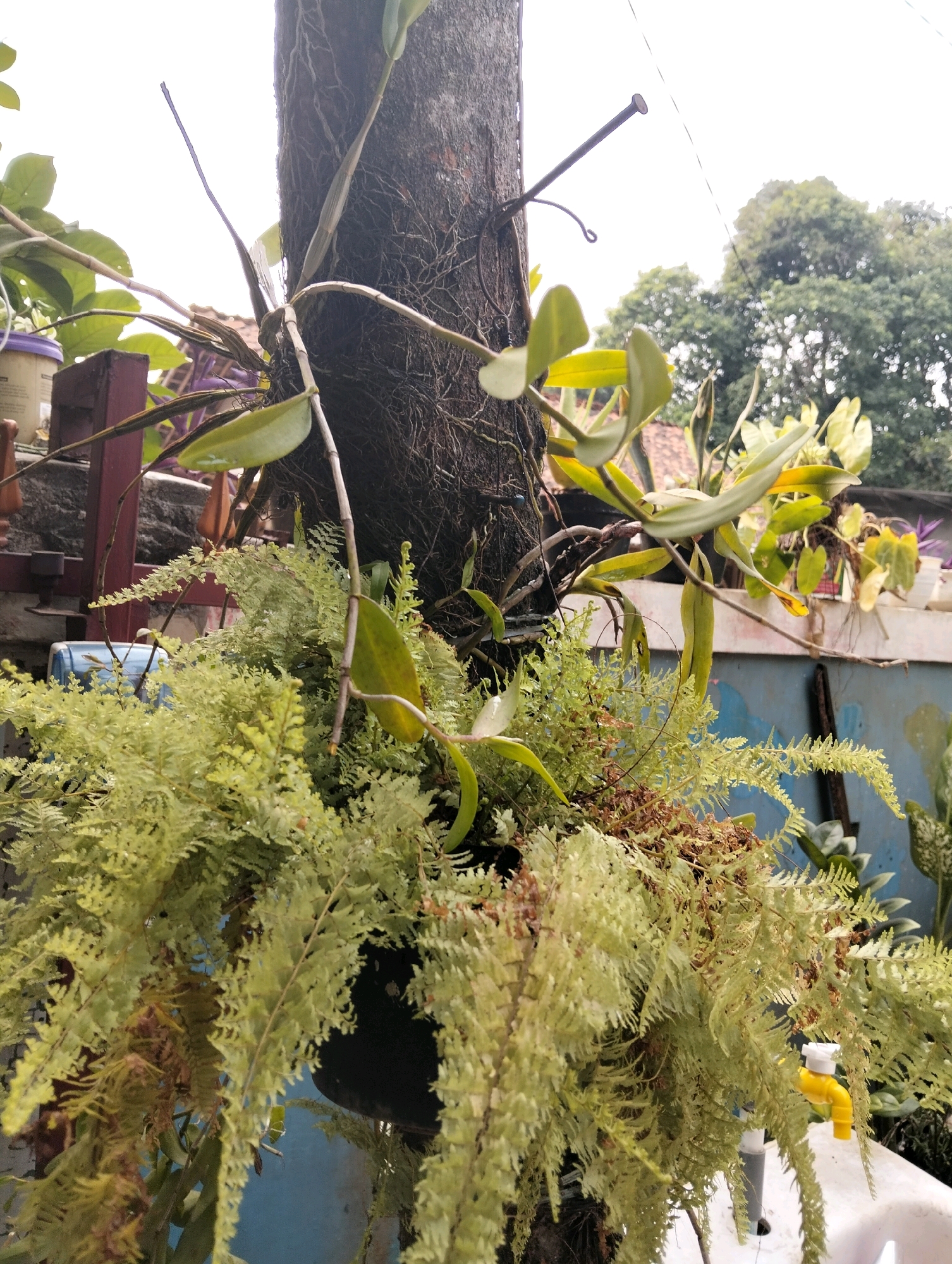 In Cileungsi, Indonesia, an outdoor scene features a vertical planting arrangement. A rough-barked tree trunk serves as the central support, with a nail driven into its surface. Various plants are attached to this trunk, including ferns with delicate, feathery fronds in vibrant green and brown hues, and orchids with elongated leaves and thin stems. These plants hang downwards, creating a lush, cascading effect. In the background, a blue wall or structure is visible, along with glimpses of trees and a cloudy sky. A yellow faucet attached to a pipe emerges from the lower right side of the image, suggesting proximity to a water source or garden setup. The overall impression is one of a well-maintained, thriving outdoor garden in a tropical setting.