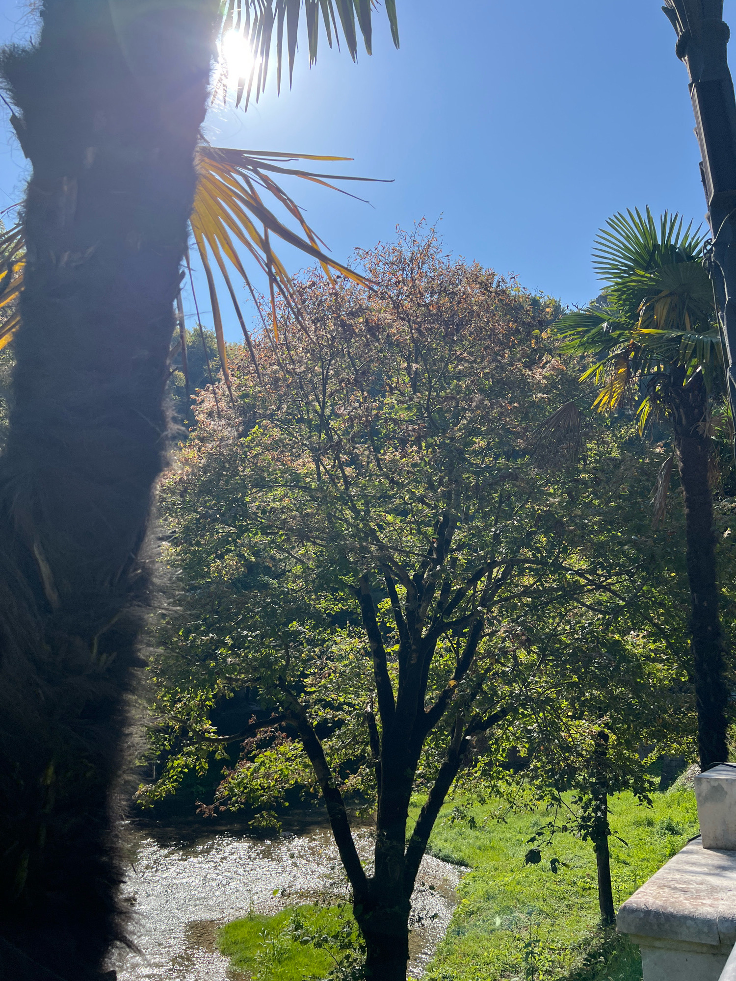The image depicts a sun-drenched natural scene in New Athos, Abkhazia. In the foreground, the textured trunk of a palm tree occupies the left side of the frame, partially obscuring the view. The sun's rays pierce through palm fronds at the top, creating a bright, dappled effect. To the right, another palm tree is visible, its fronds catching the sunlight.
Dominating the mid-ground is a leafy tree with branches extending outwards, its foliage a mix of green and autumnal browns, suggesting a transition in seasons. Below this tree, a shallow, rocky stream flows, its surface shimmering with reflected sunlight. Lush green grass covers the embankment next to the stream. In the background, dense vegetation and trees create a verdant hillside. A portion of a stone structure, possibly a balustrade or a wall, is visible on the far right edge of the image. The sky is a clear, bright blue. No people are present in the scene.