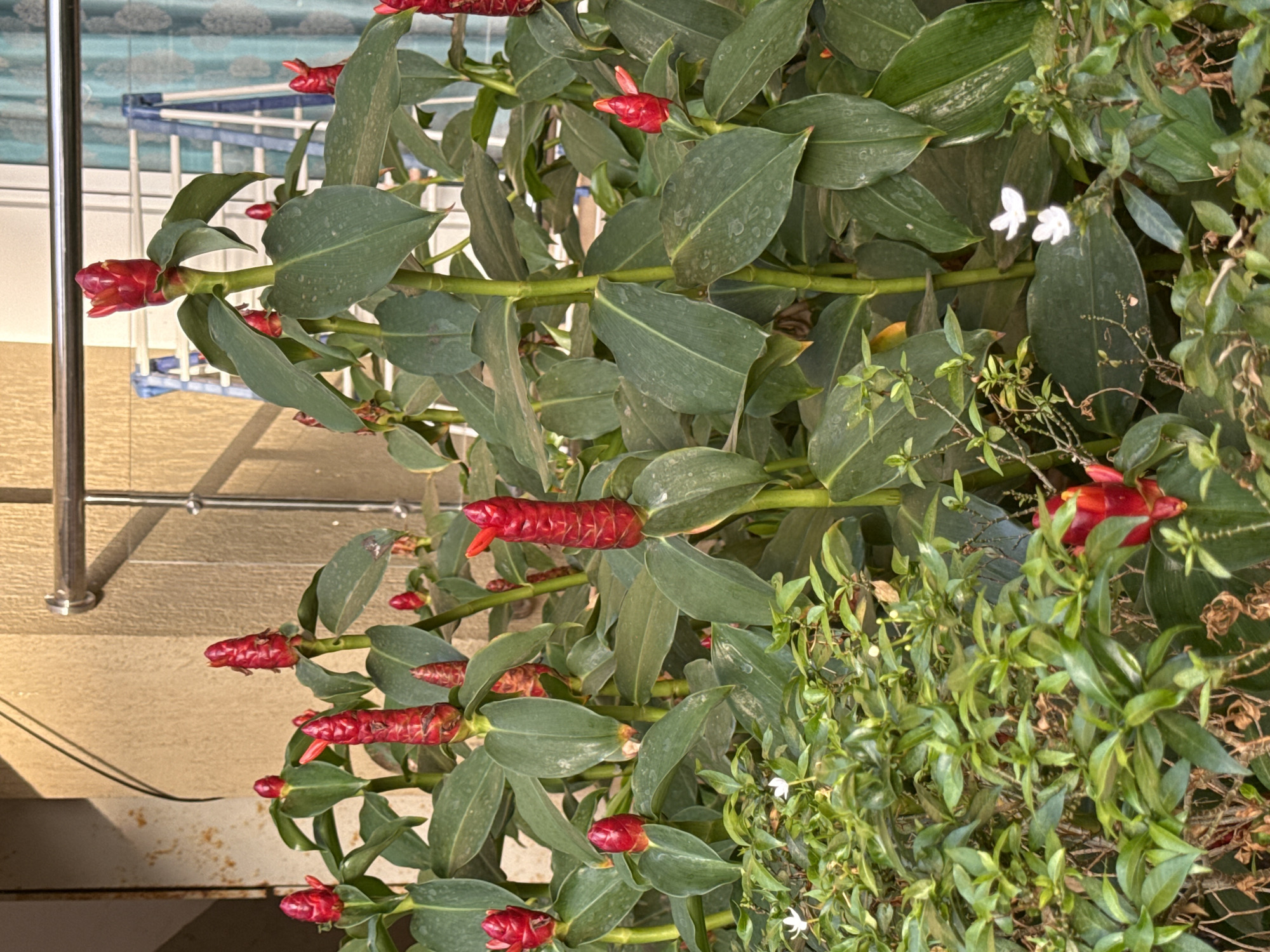The image shows a close-up of a plant with red, cylindrical flowers and green leaves, likely a type of ginger, with a poolside area visible in the background. The location appears to be outdoors, possibly in a garden or near a pool, within Anjuna, India. The light suggests it is daytime. No people are visible.