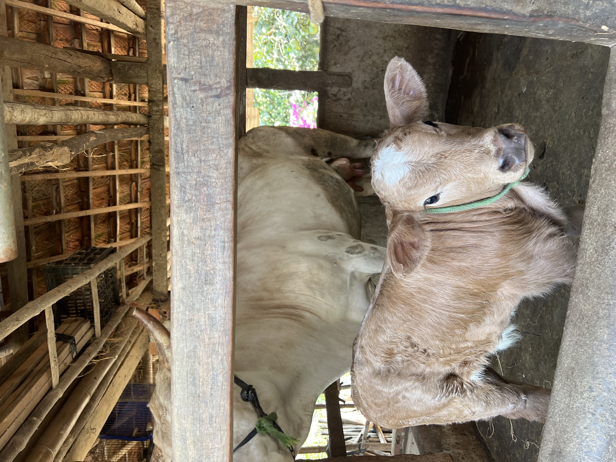This vertically oriented image depicts two bovines housed within a rustic wooden enclosure, characteristic of a farm setting in Bình An, Vietnam.
In the foreground, a young calf with light brown fur and a prominent white blaze on its forehead gazes towards the viewer. A simple green rope is loosely tied around its neck. Its large, soft ears are clearly visible, and its nose appears moist.
Behind the calf, and partially obscured by the wooden structure, is a larger adult cow, predominantly white or cream-colored with faint light brown or grey markings on its body. It wears a black halter from which a green rope hangs. The cow's body is mostly hidden by the wooden beams and posts of the shelter.
The enclosure is constructed from rough, unpainted wooden logs and planks. The ceiling, visible in the upper left section, shows terracotta roof tiles supported by wooden laths. In the background on the left, inside the shelter, several wooden planks are stacked, along with a black plastic crate.
Through the gaps in the wooden walls, bright daylight illuminates vibrant green foliage and splashes of pink flowers, possibly bougainvillea, suggesting an outdoor area immediately adjacent to the shelter. The bright lighting indicates it is daytime. The animals appear calm and at rest. No visible text is present in the image.