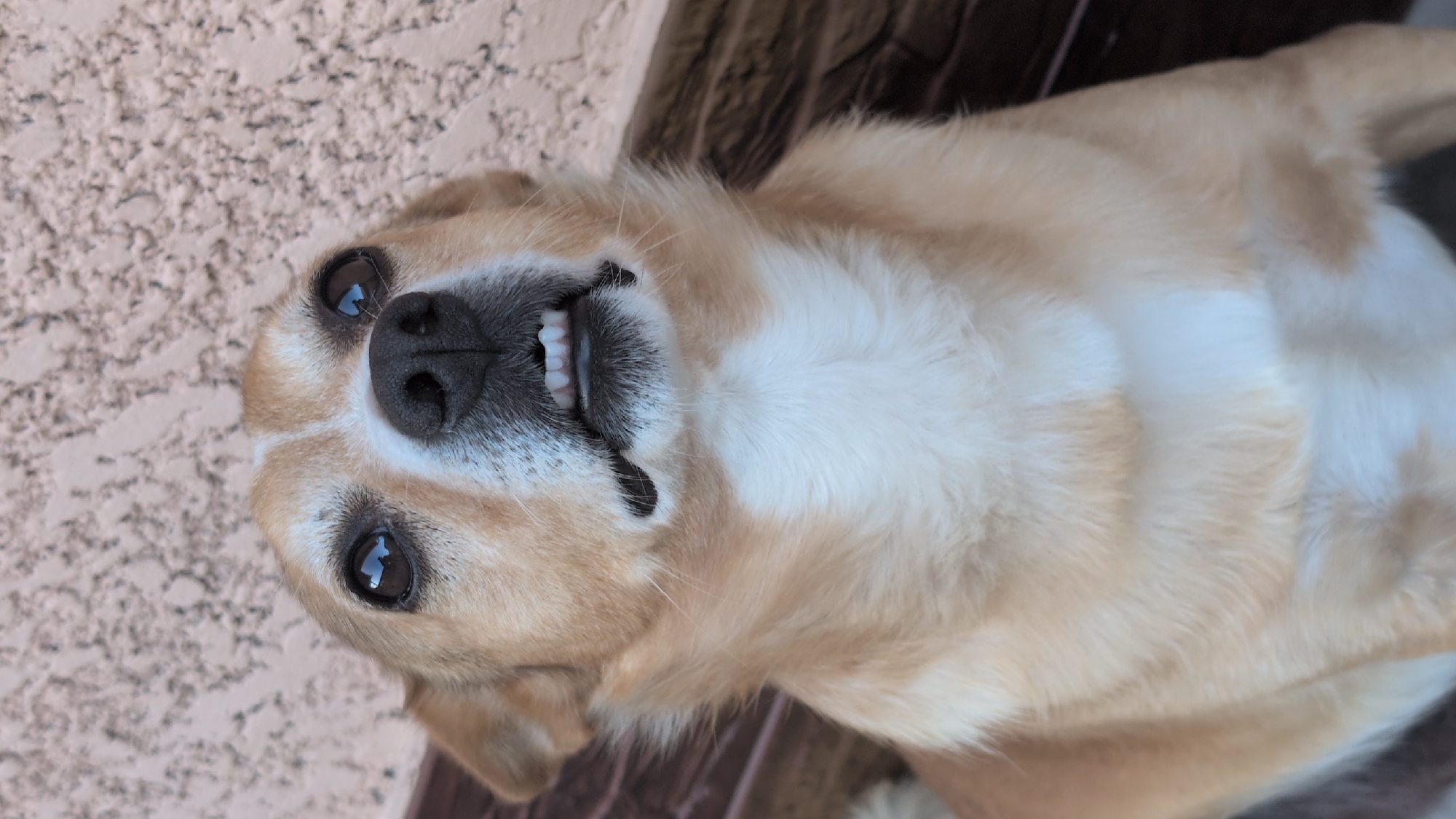 A close-up shot shows the face of a light brown and white dog looking upwards, its mouth slightly open revealing its teeth. The background is a textured, light-colored wall and a darker wooden surface. The dog's eyes are dark brown and reflective, and its nose is black. The image is taken from a low angle. There is no discernible urban setting or location within Izmail, Ukraine.