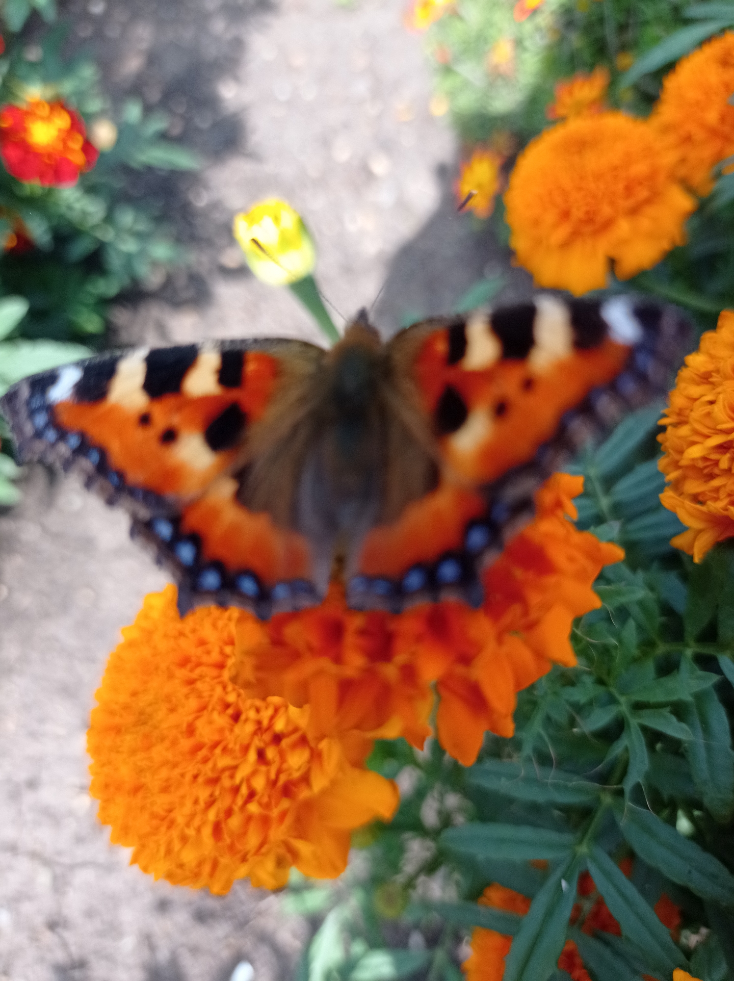 A butterfly with orange, black, and white markings is perched on an orange flower. The butterfly's wings are spread open, revealing its intricate patterns. The background is blurred, but it appears to be a garden with other flowers and greenery. The scene is brightly lit, suggesting it was taken during the daytime. The location is identified as Degtyarsk, Russia.