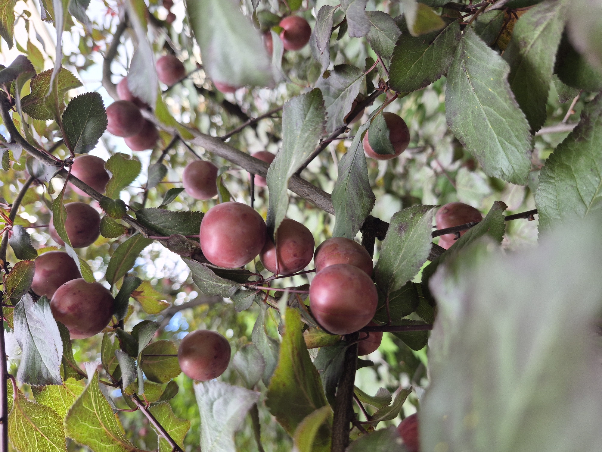 A close-up, eye-level shot showcases a plum tree branch laden with ripe, reddish-purple plums. The fruits are round and have a smooth skin, with some appearing slightly elongated. They are clustered together on the branch, some overlapping with leaves and other plums. The leaves are a deep green with serrated edges and show signs of maturity, with some hints of dark red or purple along the veins and edges. The background is blurred, suggesting a shallow depth of field, with soft green foliage and hints of sky peeking through. The lighting is diffused, creating soft shadows and highlighting the textures of the fruit and leaves. The image captures the bounty of the harvest season.