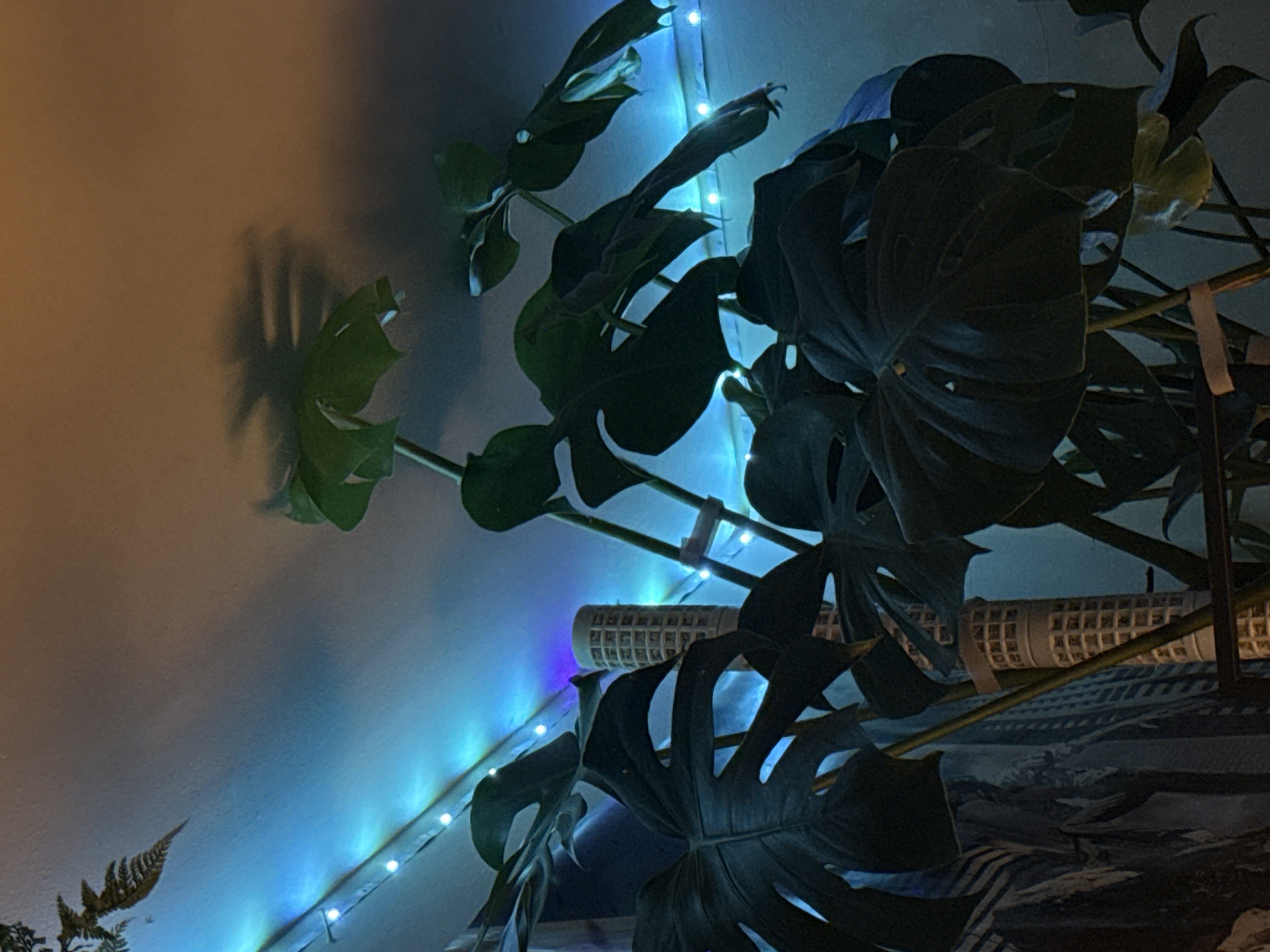 The image depicts an indoor scene featuring a large Monstera plant with several large, fenestrated leaves. The plant is supported by at least two moss poles, visible as cylindrical structures wrapped in netting. The plant is illuminated by a string of small, white LED lights that are draped along the wall behind it, casting a blue and purple hue on the wall and creating a shadow of the plant on the upper right portion of the wall. The wall itself appears to be textured and painted in a light color, with a gradient from a lighter blue near the lights to a warmer orange/brown tone higher up. To the left of the plant, a portion of a dark-patterned curtain or tapestry is visible. The overall impression is an indoor domestic setting, possibly a living room or bedroom, with decorative lighting. There is no indication of the city of Cork, Ireland, or any other specific geographical location.