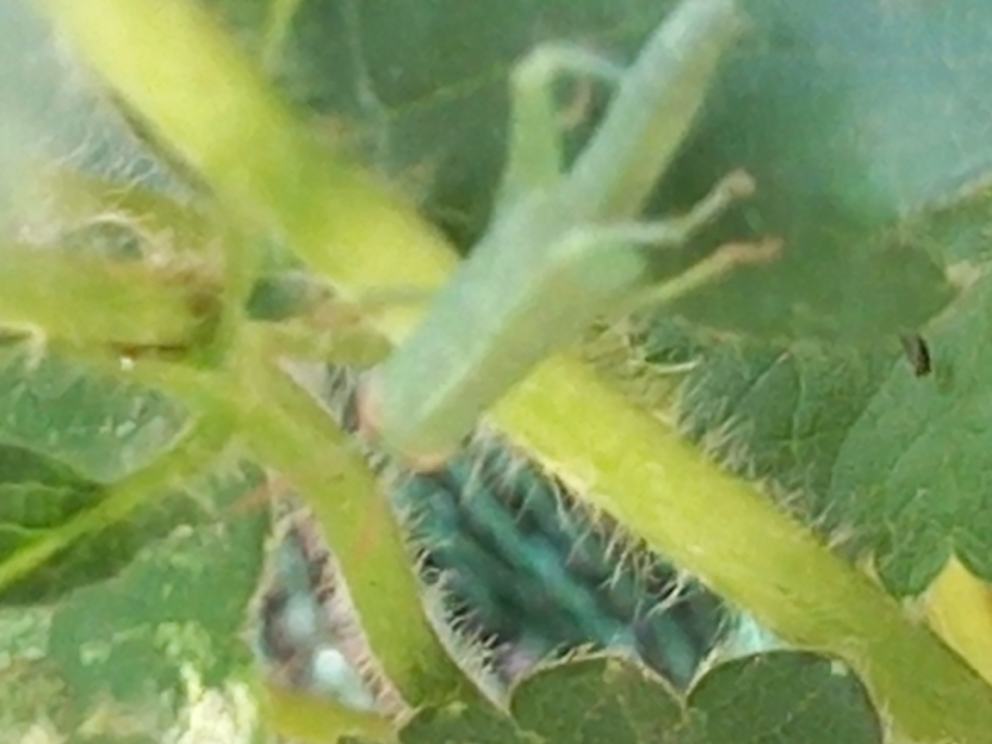 The image is a close-up, outdoor shot of a light green grasshopper perched on a fuzzy green stem, with other green foliage in the background. The grasshopper is facing towards the right of the frame. The scene is blurry, with a shallow depth of field. The location is not discernible from the image.