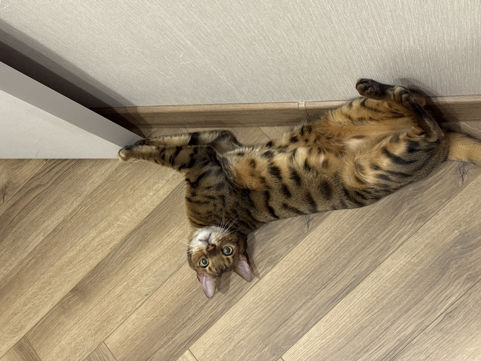 A tan and brown tabby-striped cat lies on its back on a light brown wood floor. The cat's head is oriented towards the bottom-left of the frame and its body extends toward the top-right. The cat's paws are curled upward near the top-right of the image, with a brown baseboard and white wall meeting in the background. A second white wall is visible to the left of the frame. The cat looks at the camera.