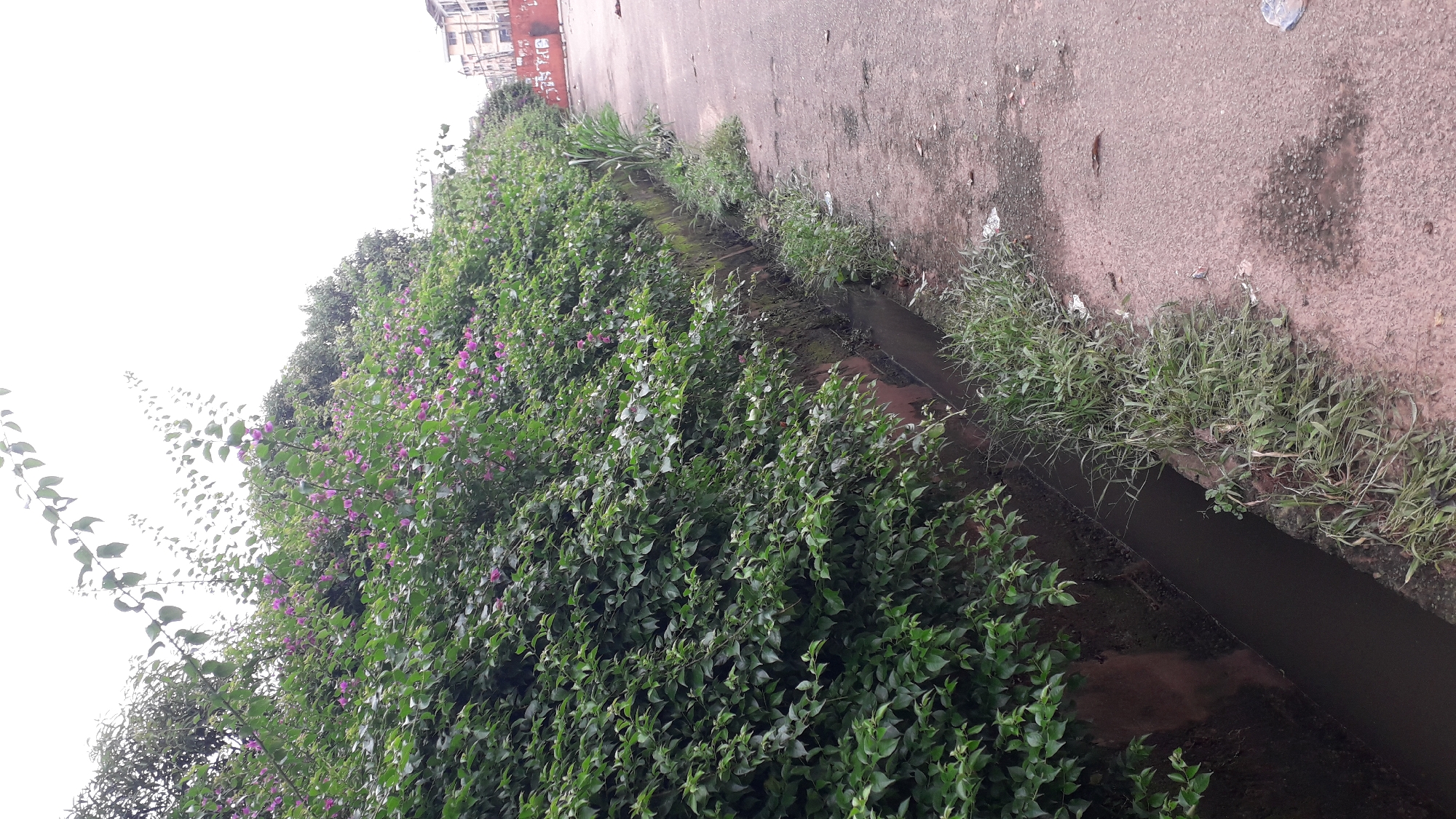 A dense green hedge with scattered small purple flowers runs along a concrete drainage ditch. The ditch contains murky water and is bordered by overgrown grass and weeds. To the right of the ditch is a paved surface, possibly a road, with scattered debris and stains. In the background, buildings can be seen, suggesting an urban environment. The overall scene is outdoors, under an overcast sky. This image depicts a street-side scene in Fegge, Nigeria, characterized by lush vegetation alongside utilitarian infrastructure.