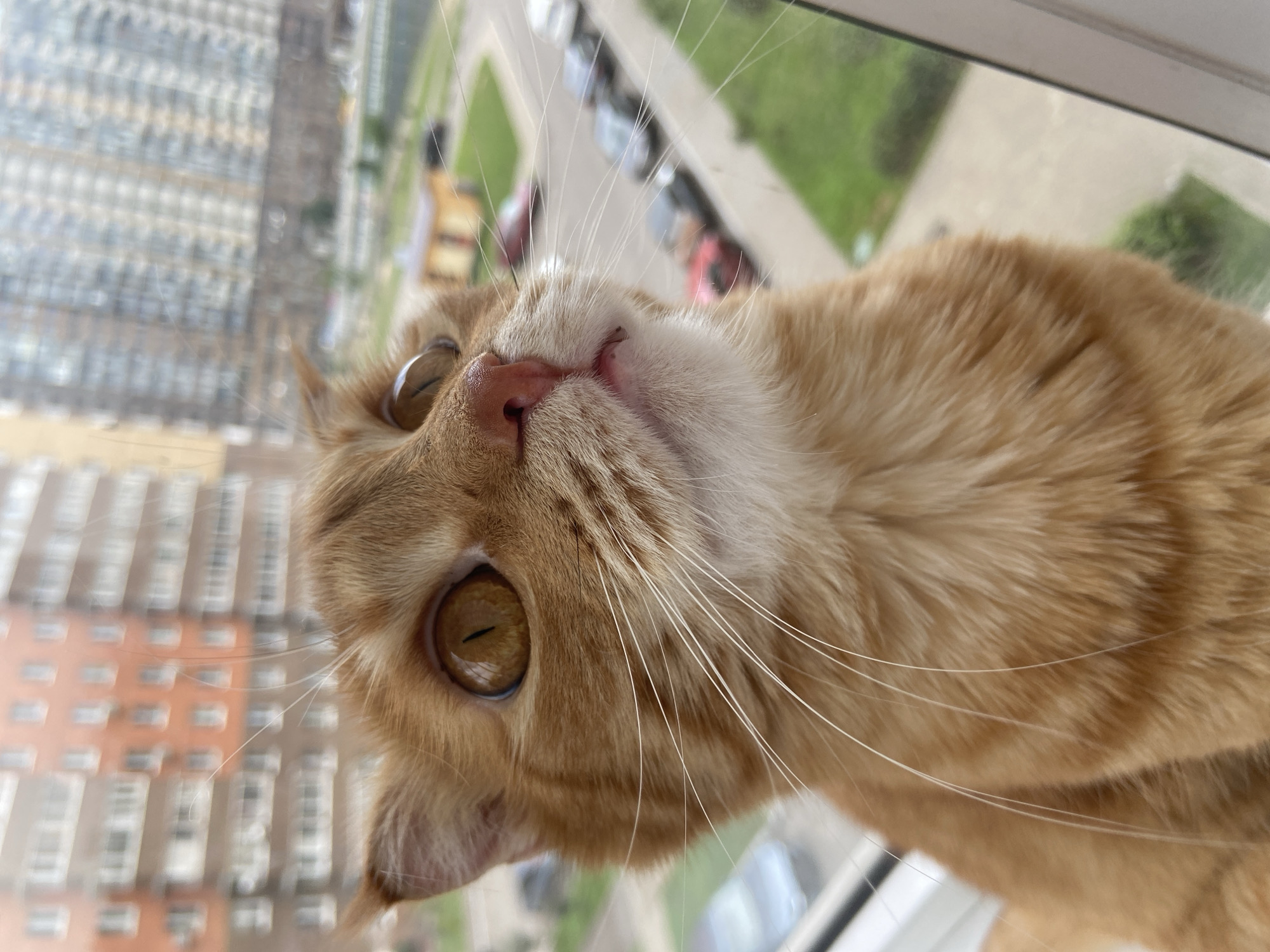 An orange tabby cat is positioned on a windowsill, looking upwards and to the right. The cat's fur is visible in close-up, with prominent whiskers. Through the window, a city scene unfolds, featuring multi-story buildings, parked cars, and patches of green grass. The architecture suggests an urban environment, possibly in Balashikha, Russia, given the context. The lighting indicates it is daytime, with overcast or diffused natural light. No humans or other animals are present in the frame.