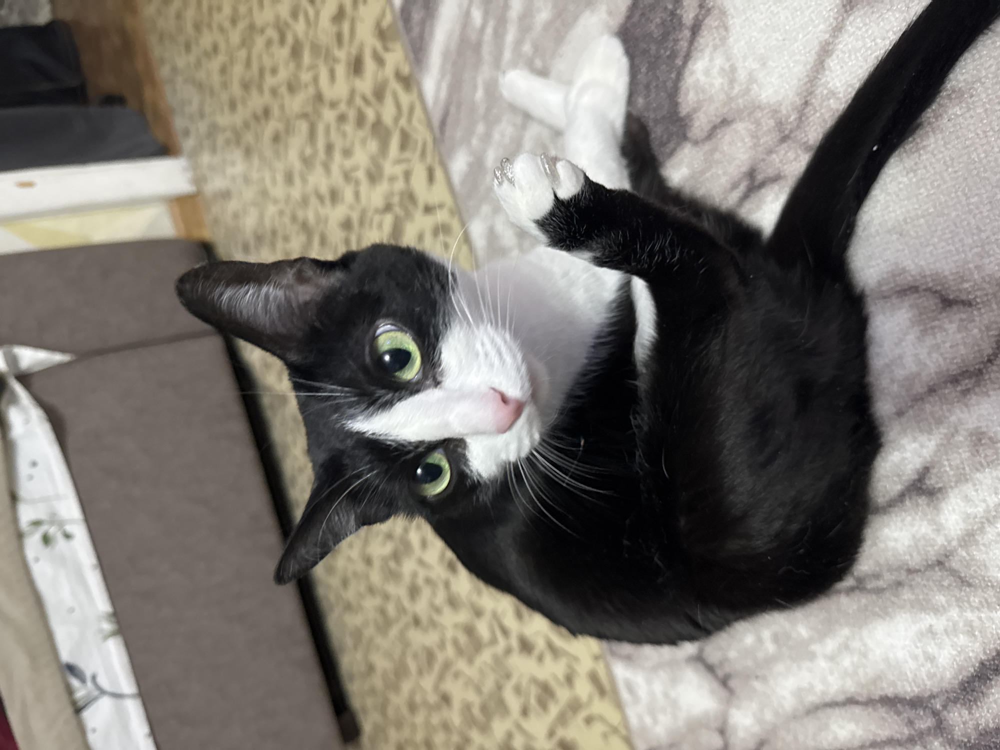 A black and white tuxedo cat lies on a patterned blanket indoors. The cat is on its back, with its paws raised. The location is unknown, but the prompt suggests it is in Chaikovsky, Russia.
