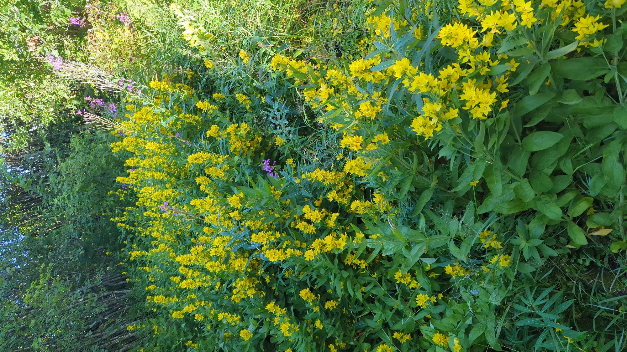 A sunlit scene of a lush, overgrown garden bed is depicted in Kløfta, Norway. The bed is filled with a dense growth of vibrant yellow flowers, likely Lysimachia punctata, also known as Dotted Loosestrife, which are blooming profusely along tall, upright stems. Interspersed among the yellow flowers are scattered purple blossoms, possibly of a different species, adding a subtle contrast. The surrounding foliage is a deep green, with broad leaves and thinner, grass-like blades creating a rich tapestry of textures. In the background, the scene transitions into a denser woodland area characterized by tall, slender trees with greyish bark and a canopy of green leaves. The lighting suggests it is daytime, with sunlight dappling through the leaves and illuminating the flowers. There are no people or animals visible in the image.