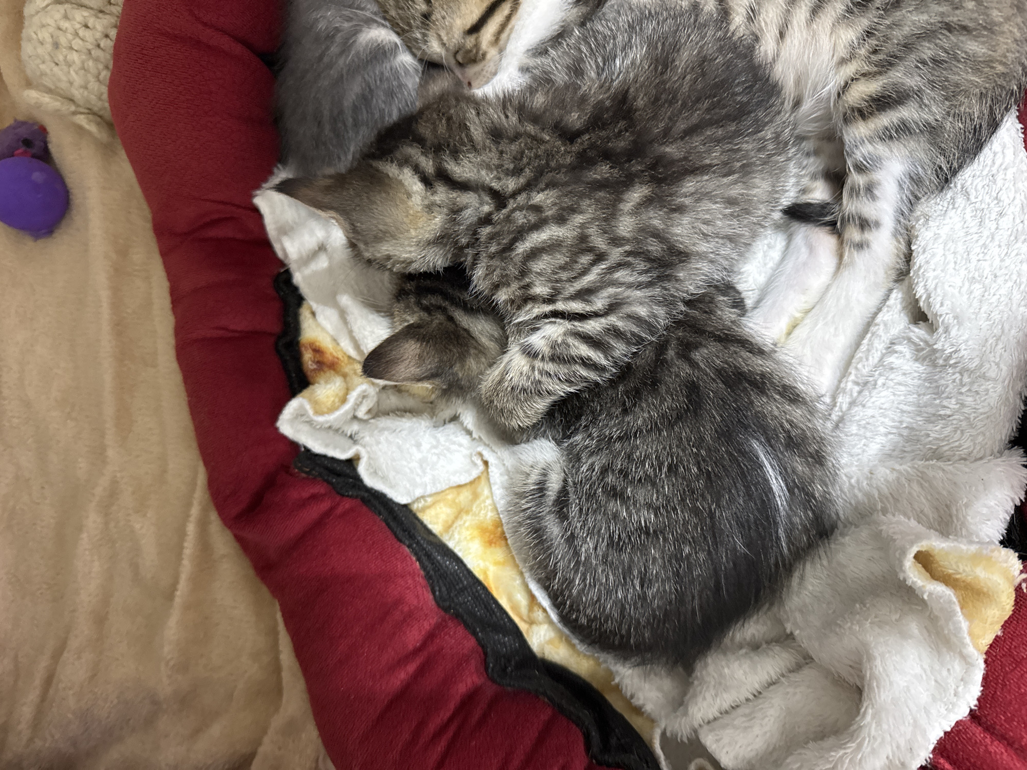 A top-down, close-up shot features several kittens nestled together in a red-rimmed pet bed. The bed is lined with a mix of white and cream-colored blankets and towels. The kittens are varying shades of gray, with tabby stripes visible on some. A purple toy is located to the left of the pet bed. The surrounding environment consists of a tan-colored surface. The location is unspecified within the city of Batumi, Georgia.