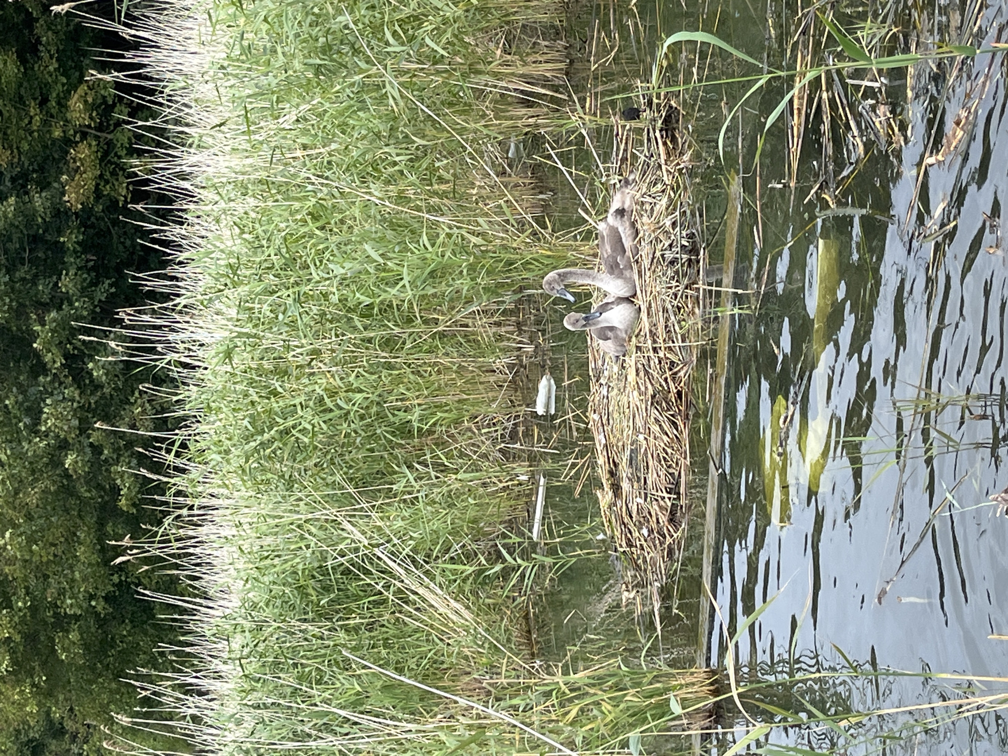 Two young swans are nestled in a large nest made of reeds and branches in the shallow water of a lake. The nest is located amidst tall reeds and aquatic plants. The swans appear to be of similar age and size, with greyish-brown downy feathers. The water surrounding the nest is dark and reflects the surrounding greenery. In the background, dense green trees form a thick canopy. The scene is natural and appears to be in a wildlife area. The image was taken in Yantarny, Russia.
