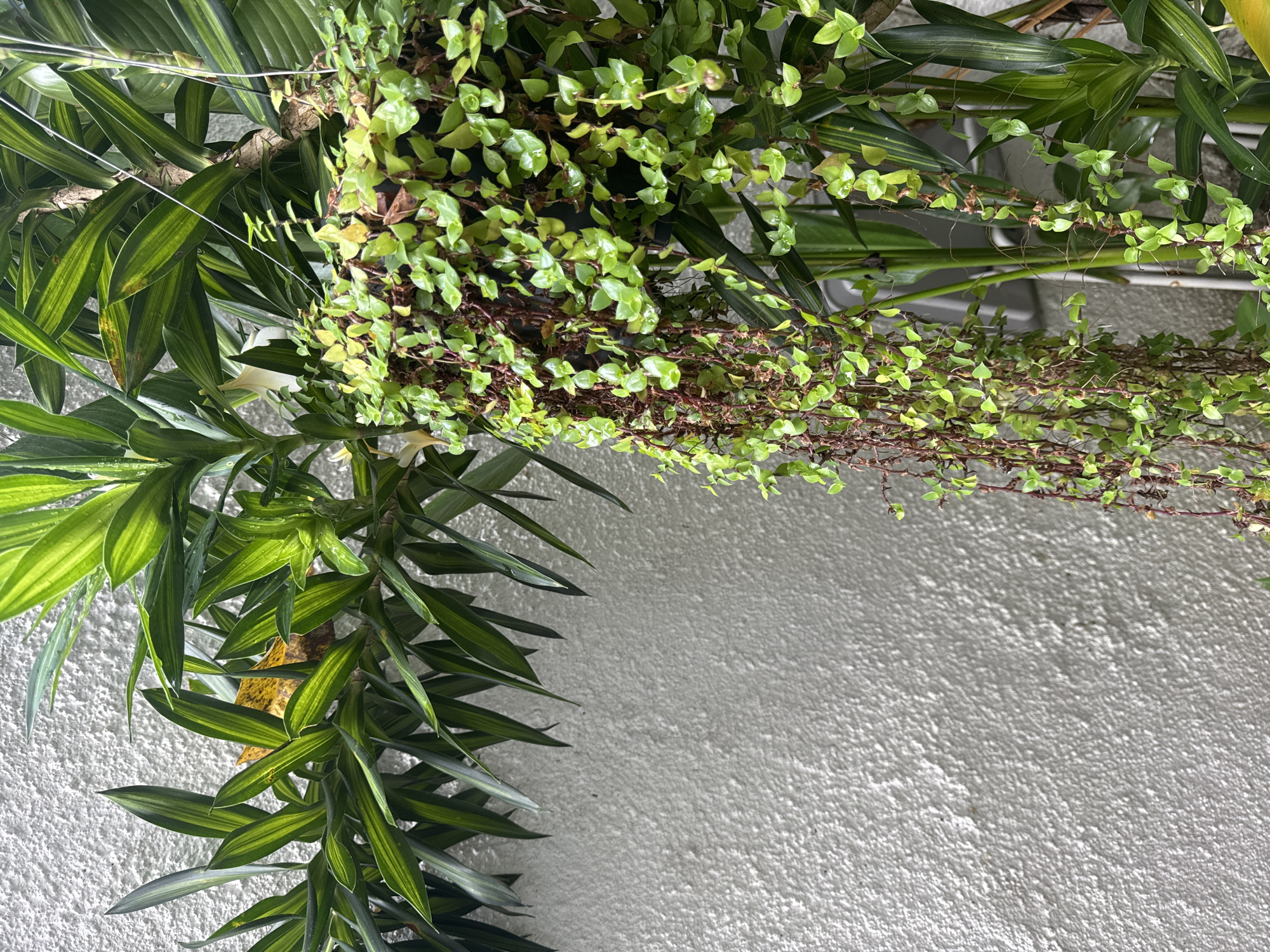 This close-up image features two distinct types of green plants hanging or growing downwards, set against a textured white wall. The perspective is from below, looking upwards at the foliage.
On the left side and extending towards the bottom is a plant with long, strap-like leaves, exhibiting prominent variegation. These leaves display alternating stripes of dark green and bright, almost chartreuse green. Some leaves show minor natural discoloration with hints of yellow or brown. A sturdy, woody stem is partially visible among the leaves.
Across the upper and central portions of the frame, trailing downwards, is a dense cluster of a different plant species. This plant is characterized by numerous small, rounded to heart-shaped leaves of a vibrant light green, growing on delicate, reddish-brown stems. The stems create a cascading effect, with some areas featuring densely packed foliage and others showing more bare stem with fine, hair-like roots or tendrils.
The background and parts of the lower right are dominated by a white wall. The wall has a pronounced, rough stucco or pebbled texture, with subtle shadows cast upon its surface, indicating bright, natural light. The lighting suggests it is daytime and likely sunny. No explicit activities or events are taking place, and no people or visible text are present. The plant species are typical of tropical or subtropical environments, aligning with the provided location context of Kuta Selatan, Indonesia.