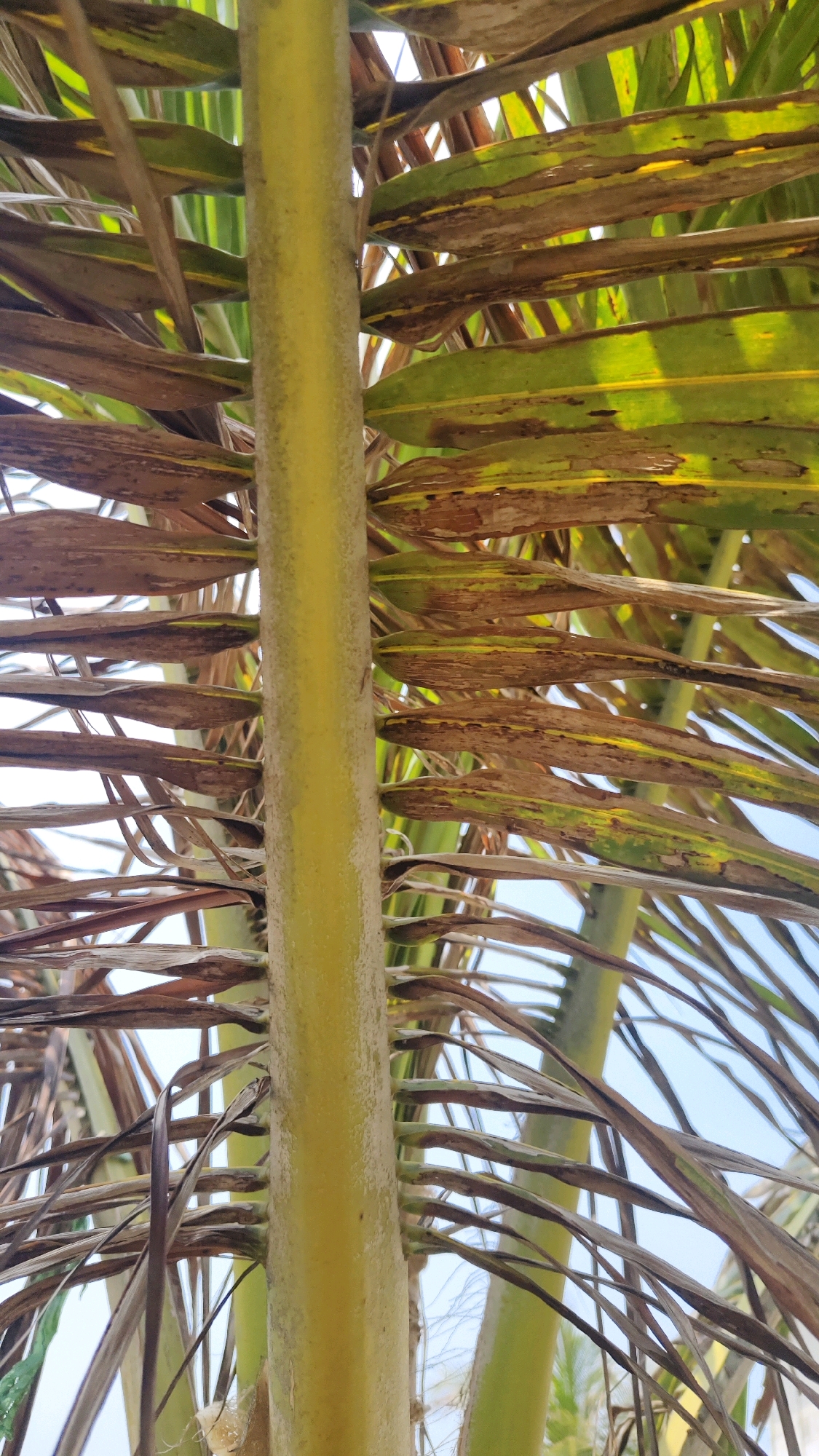 The image shows a close-up view of a palm tree trunk with its fronds. The trunk is thick and yellow-green, with a slightly rough texture. The fronds are long and feathery, with some of them appearing dry and brown, while others are still green. The fronds are arranged in a dense cluster around the trunk, creating a natural screen. The background is blurred, but hints of blue sky and other green foliage can be seen. The lighting suggests it is daytime, with sunlight filtering through the fronds. No people or specific landmarks are visible, making it difficult to pinpoint an exact location beyond the general description of a palm tree in an outdoor environment. However, it is described as being in Pangpajung, Indonesia.