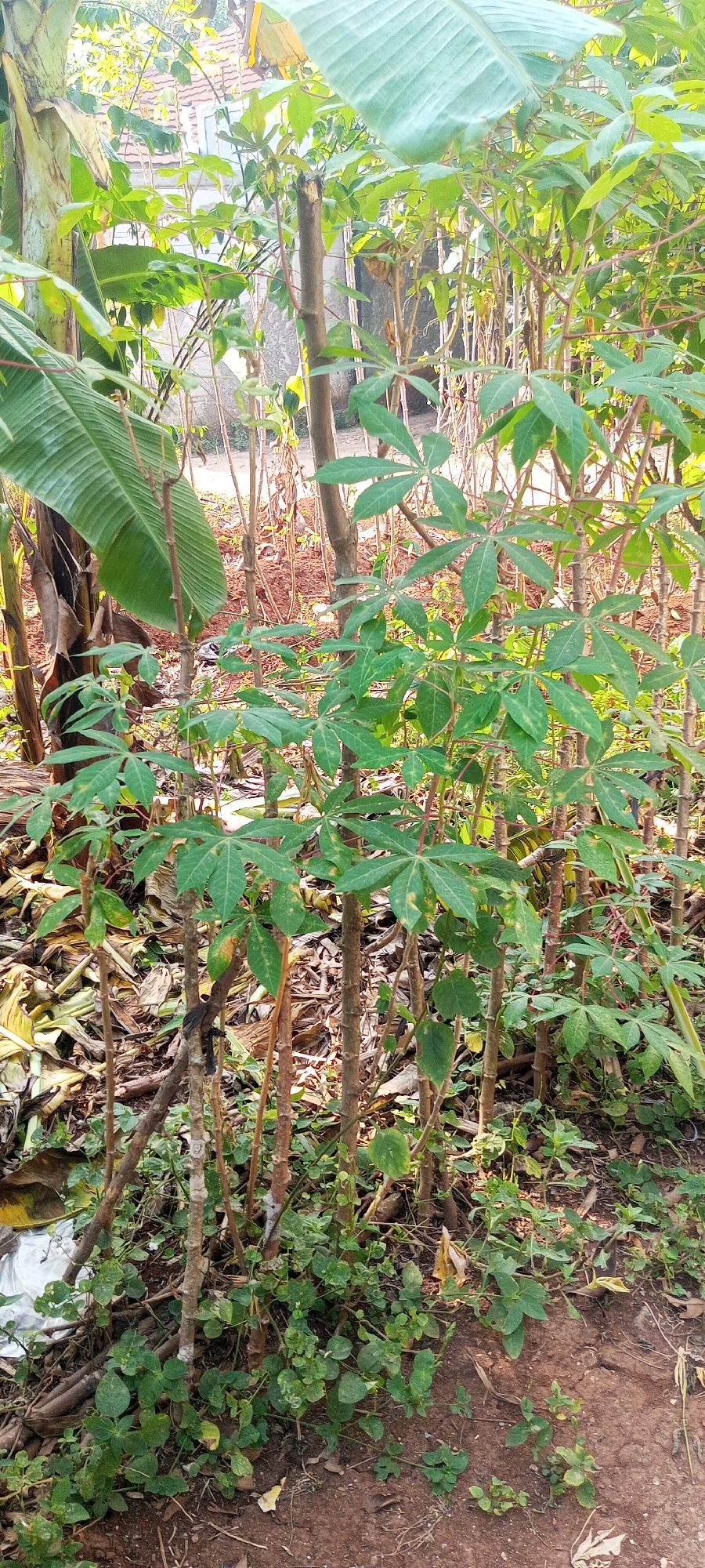 The image depicts a cluster of cassava plants in the foreground, with banana trees and other vegetation visible in the background. The ground is covered in dry leaves and reddish-brown soil. There are no people present in the image. The scene appears to be an outdoor agricultural or garden setting, likely in a tropical climate. The lighting suggests it is daytime, with sunlight filtering through the leaves. The overall impression is one of natural growth and a rural environment.