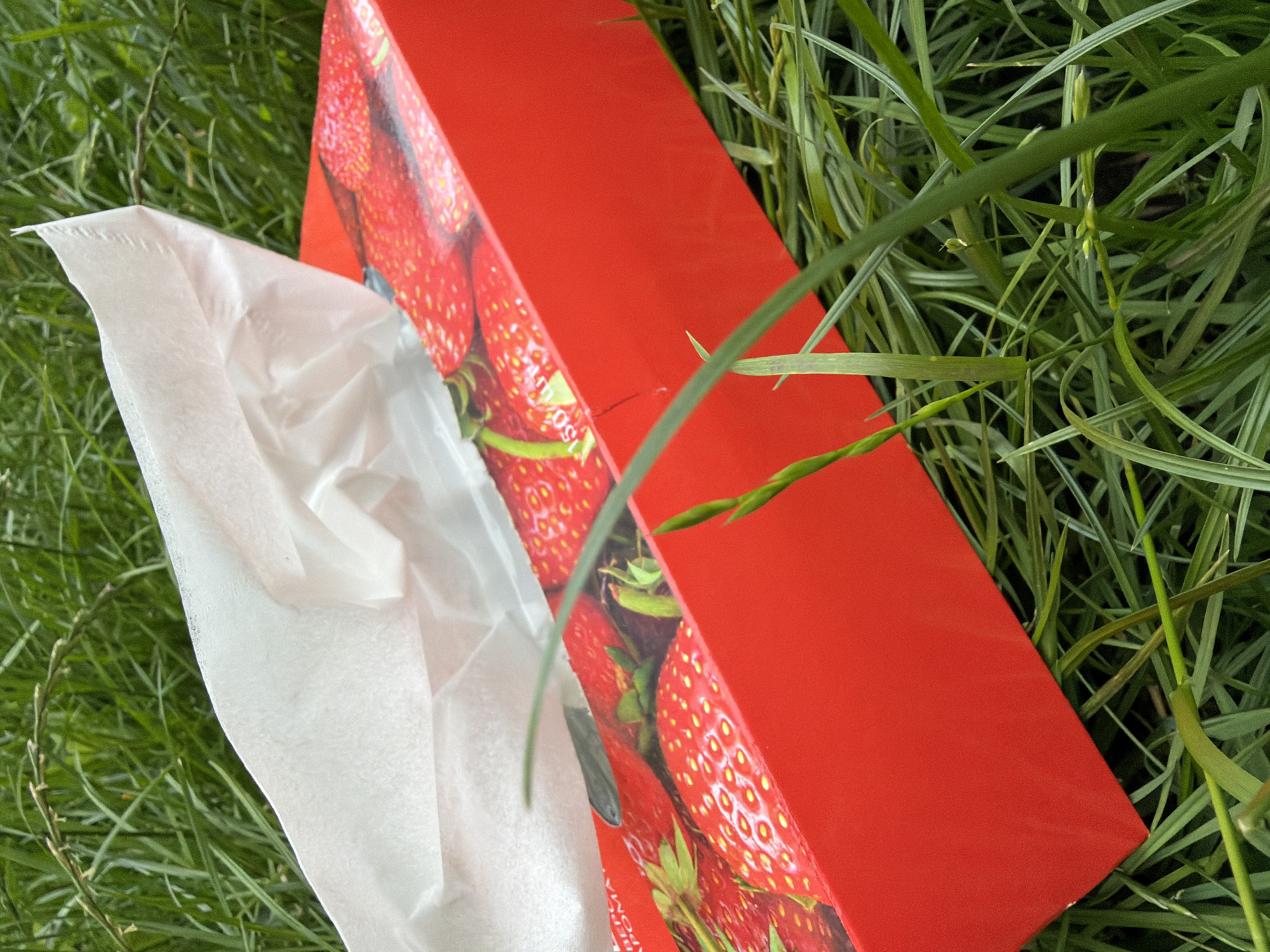 A close-up, outdoor shot shows a red tissue box with a strawberry design resting on vibrant green grass. A white tissue is partially pulled out of the box. The lighting suggests it's daytime, possibly overcast, as there are no harsh shadows. The background is filled with more grass, some of it appearing slightly blurred, indicating a shallow depth of field. The focus is on the tissue box and the immediate surroundings.
