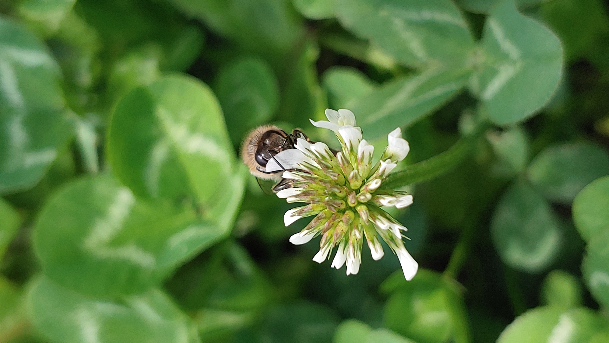 A close-up shot captures a honey bee perched on a white clover flower. The bee, with its furry body and distinct markings, is positioned at the center of the bloom, seemingly collecting nectar. The flower's petals are white and delicate, with some beginning to droop. The background consists of out-of-focus green clover leaves. The scene is devoid of human presence or any urban elements, suggesting a natural setting like a park or garden. No specific location within Mukachevo, Ukraine, can be determined from the image.