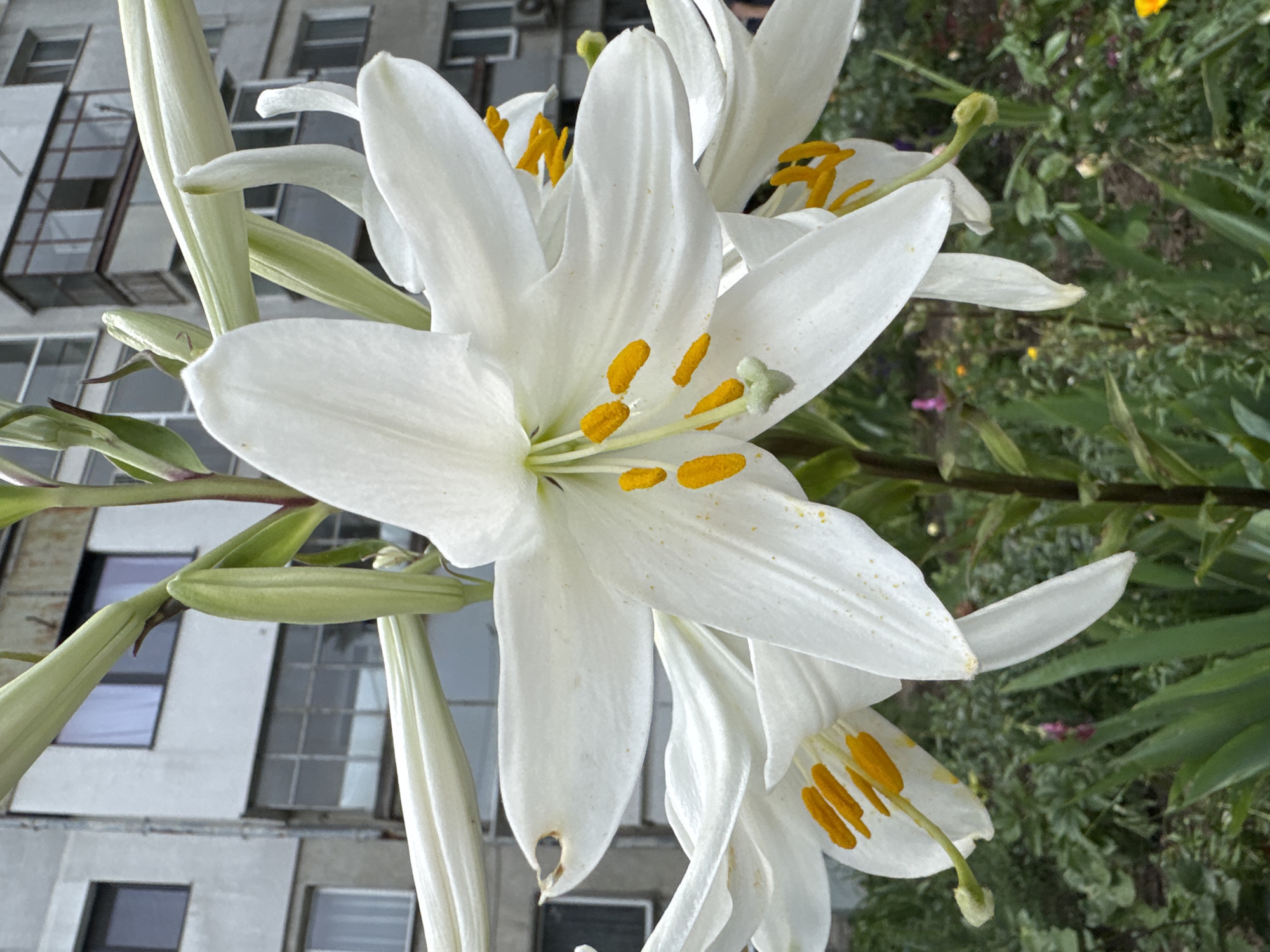 The image shows a close-up of white lilies blooming in front of a nondescript, multi-story building, likely a residential apartment block, in Varna, Bulgaria. The building is weathered, with visible balconies and window frames. The foreground is dominated by the large, white petals of the lilies, their bright yellow stamens dusted with pollen. Green foliage and other smaller, out-of-focus flowers are visible beneath the lilies. The overall impression is a contrast between the delicate beauty of the flowers and the utilitarian urban environment.