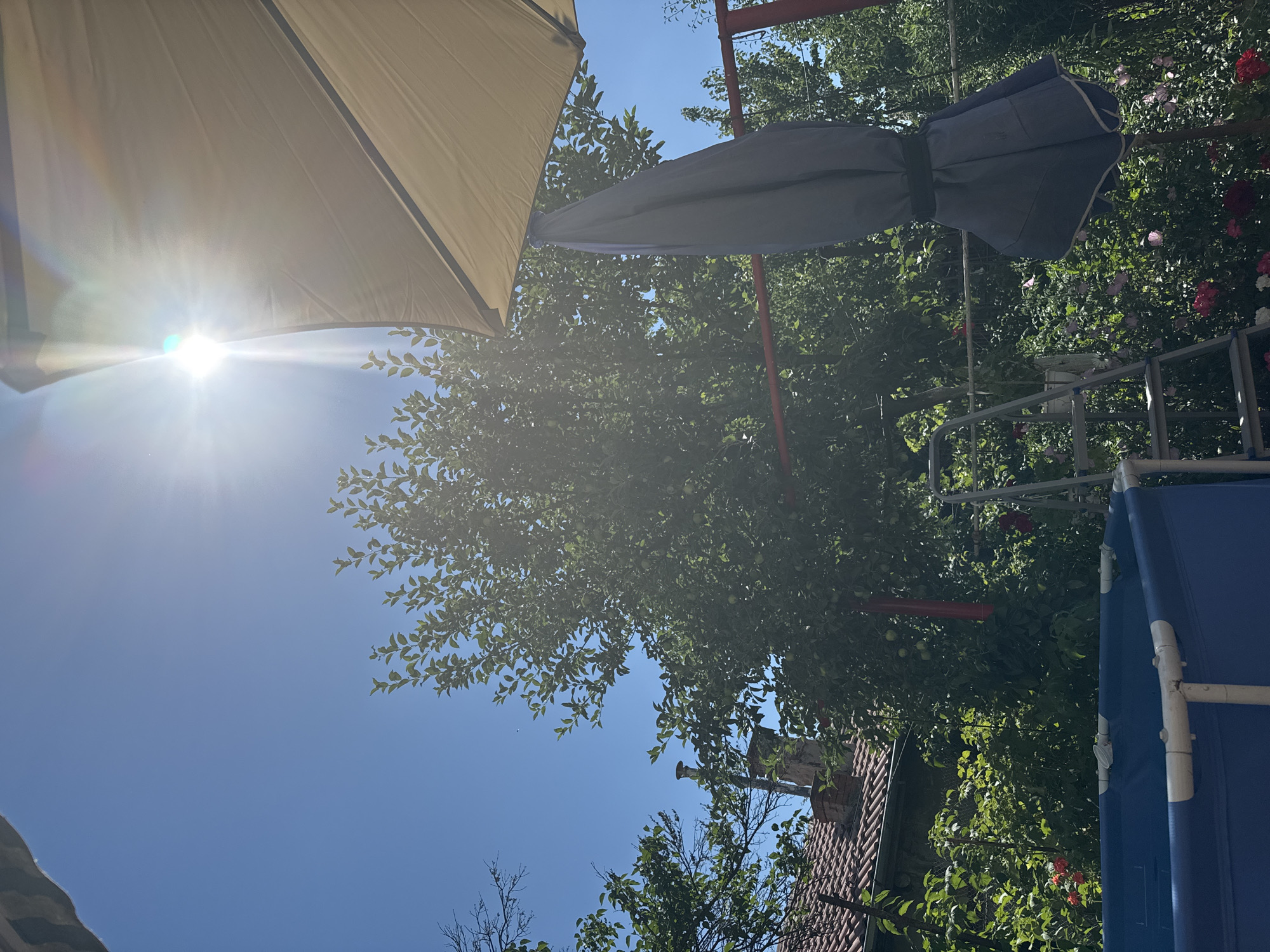 The image depicts a sunlit backyard in Novi Iskar, Bulgaria. A large, partially furled umbrella casts a shadow on the right side of the frame, obscuring part of a tall, leafy tree. The sun is intensely bright, positioned in the upper left quadrant of the sky, creating lens flare. Below the tree, a blue framed swimming pool is visible in the foreground, with its edge in focus. A metal ladder stands to the left of the tree. In the background, a red-tiled roof with a chimney suggests a residential building. The scene is filled with lush greenery, including rose bushes with red and pink blooms at the bottom right and left. The overall impression is a warm, summer day in a garden setting.