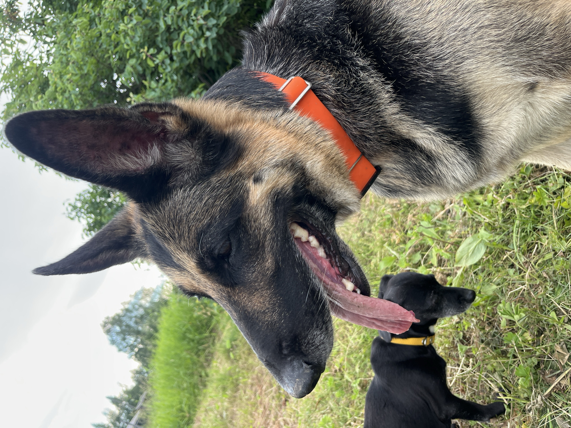 The image shows a close-up of a German Shepherd dog with its tongue hanging out, wearing an orange collar. In the background, a smaller black dog wearing a yellow collar is visible. The dogs are in an outdoor environment with green grass and trees. There are no discernible elements in the image that would indicate the location is Nizhny Tagil, Russia, or any other specific city. The scene depicts two dogs interacting in a grassy area, possibly a park or a yard, on an overcast day.