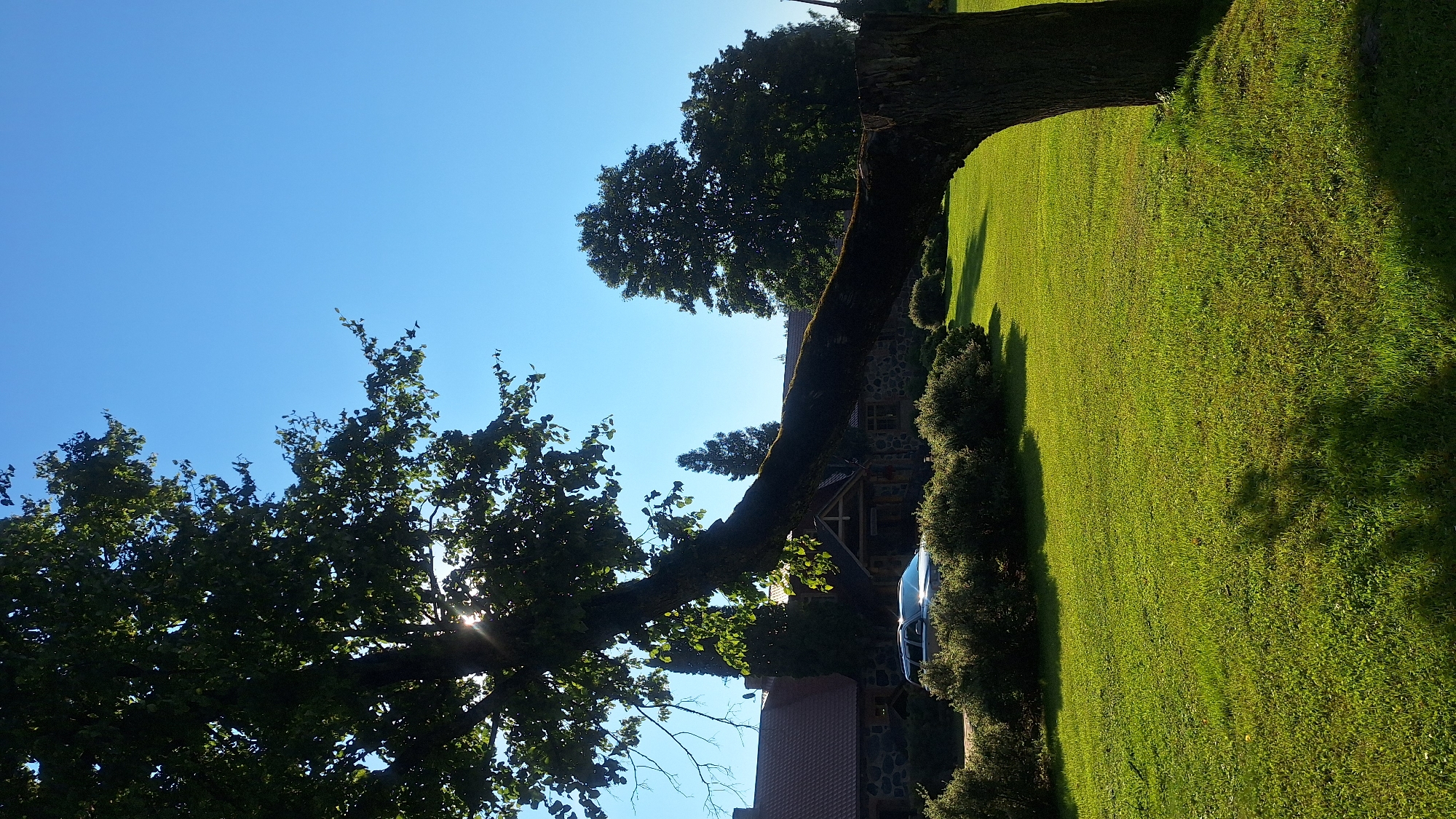 The image shows a rural scene in Lēdmane, Latvia. The foreground is dominated by a large tree trunk and branches, with the trunk on the right side of the frame leaning diagonally from the bottom right towards the top left. The tree's canopy, full of green leaves, extends across the upper left portion of the image. Sunlight streams through the leaves, creating a lens flare effect.
In the middle ground, a long, low stone building with a red tiled roof is visible behind a line of manicured green bushes. A silver SUV is parked in front of the building, partially obscured by the bushes. The ground in front of the building and bushes is a neatly mowed bright green lawn.
The background consists of a clear, bright blue sky. To the right of the building, several large, mature green trees are present, suggesting a wooded area. The overall scene depicts a sunny day in a well-maintained rural or semi-rural setting.