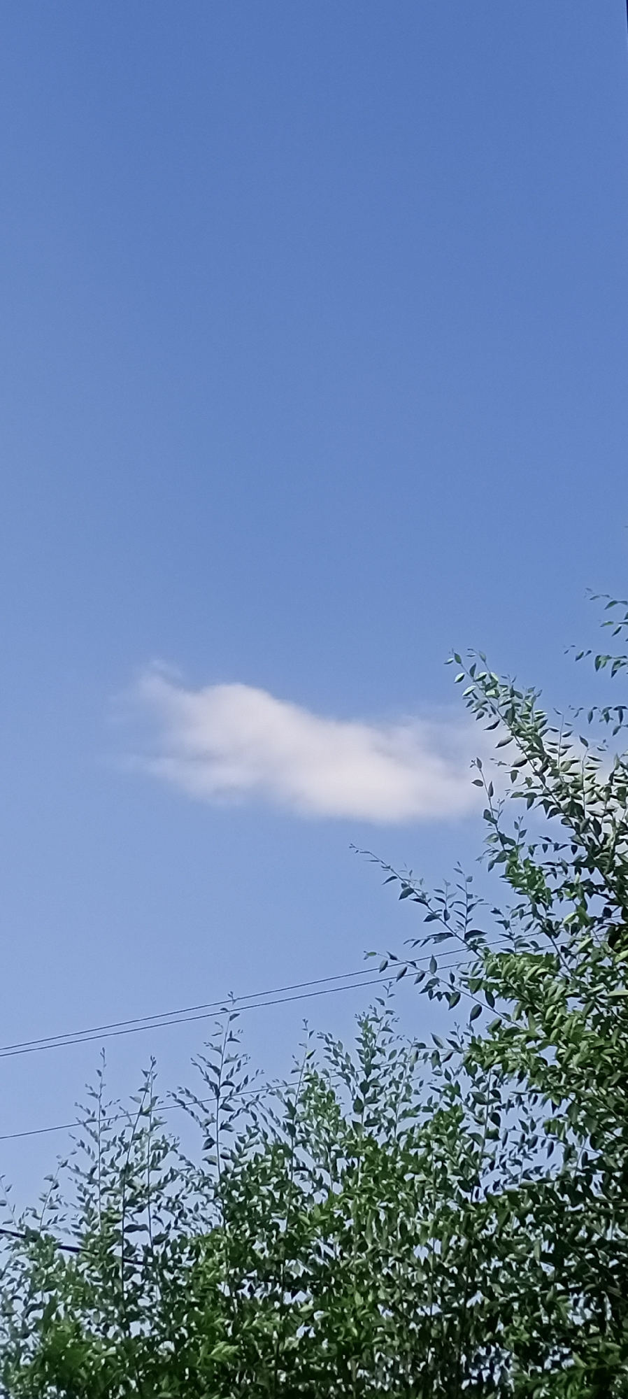 The image depicts a clear blue sky with a single, elongated white cloud positioned slightly off-center to the left. In the foreground, lush green foliage from trees fills the bottom half of the frame, with slender branches reaching upwards. Two thin, dark power lines are visible horizontally across the lower portion of the sky, passing behind some of the taller branches. The scene suggests an outdoor environment, possibly a park or residential area, given the presence of trees and power lines, and the overall natural lighting indicates it was taken during the daytime. The image does not contain any people or overt signs of human activity other than the power lines. This scene could be representative of the natural scenery found in or around Sokuluk, Kyrgyzstan, a region known for its landscapes.