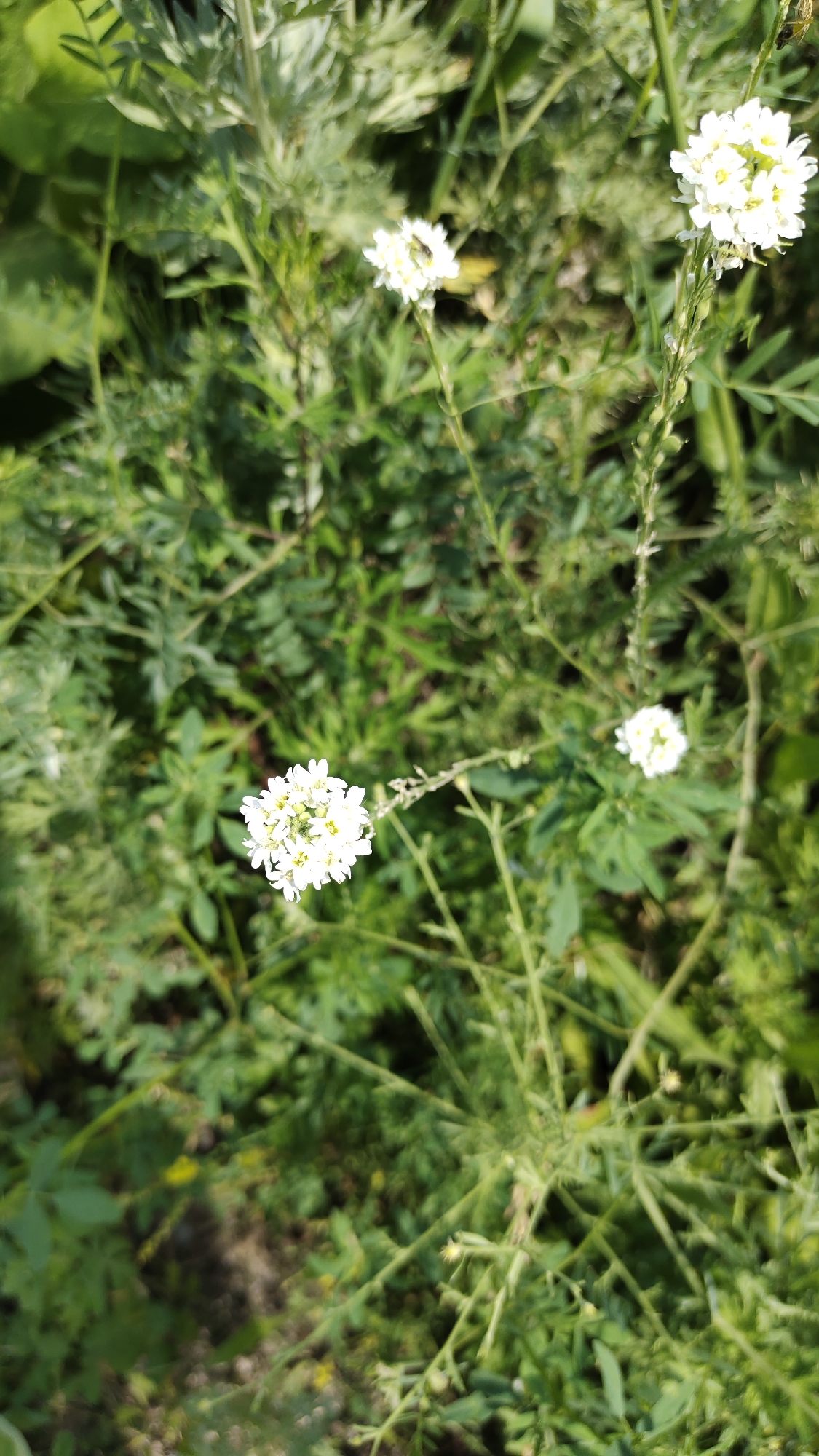 A medium shot captures a cluster of small white flowers with yellow centers, likely wildflowers, growing in a densely vegetated area. The flowers are delicate and clustered together, with some appearing more in focus than others. The background is a blur of green foliage, suggesting a natural outdoor setting. The lighting indicates a sunny day, with bright illumination highlighting the petals. The scene appears to be located in an uncultivated area, possibly a field or park, in Unknown, Unknown.