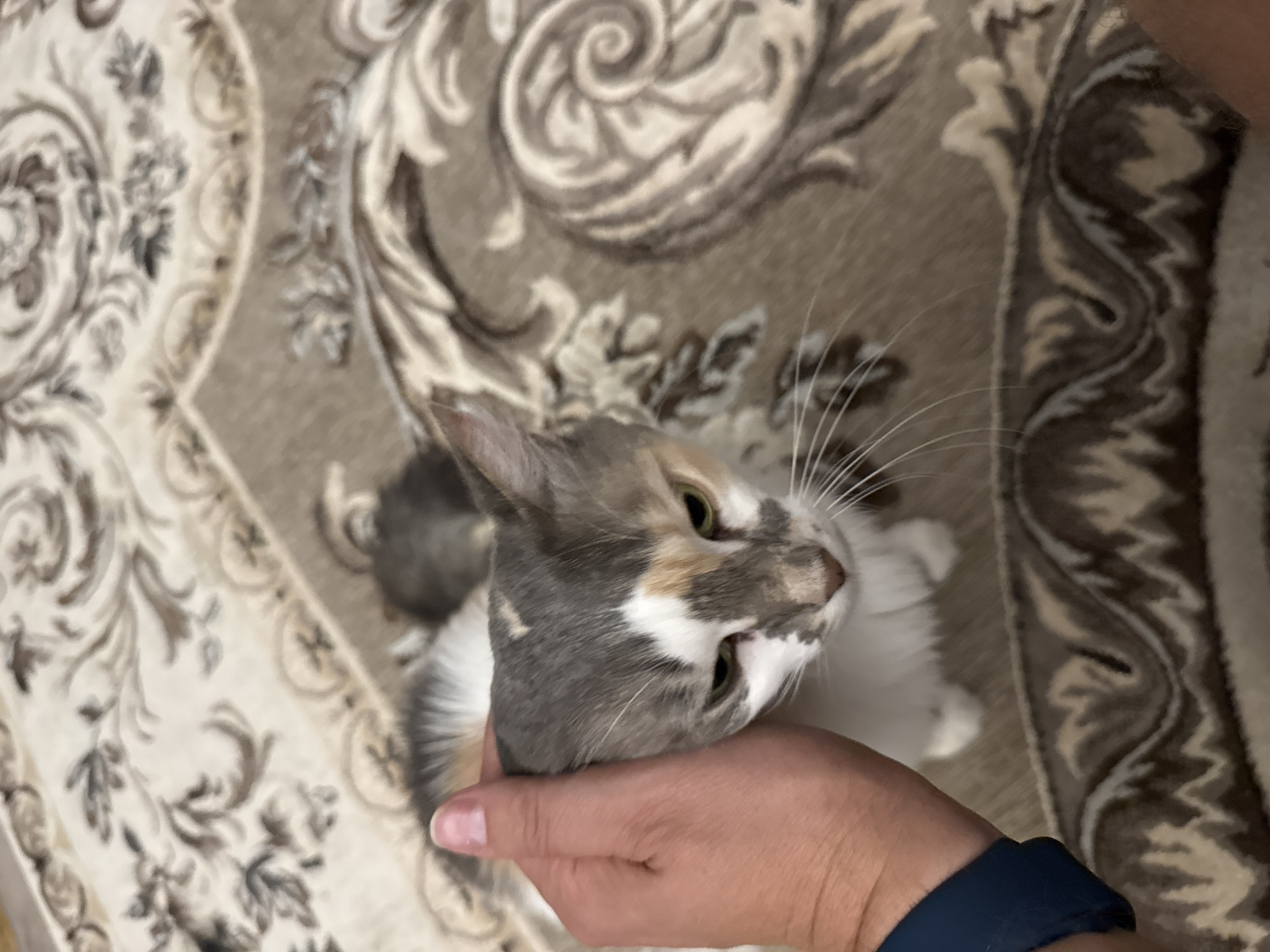 A human hand is gently petting the head of a calico cat, which is lying down on a patterned rug. The cat has white, gray, and orange patches on its fur and green eyes. Its head is tilted down, and it appears relaxed. The rug has an ornate floral design in shades of brown and beige. The scene is indoors, and the lighting is soft. The location is not specified in the image or its metadata.